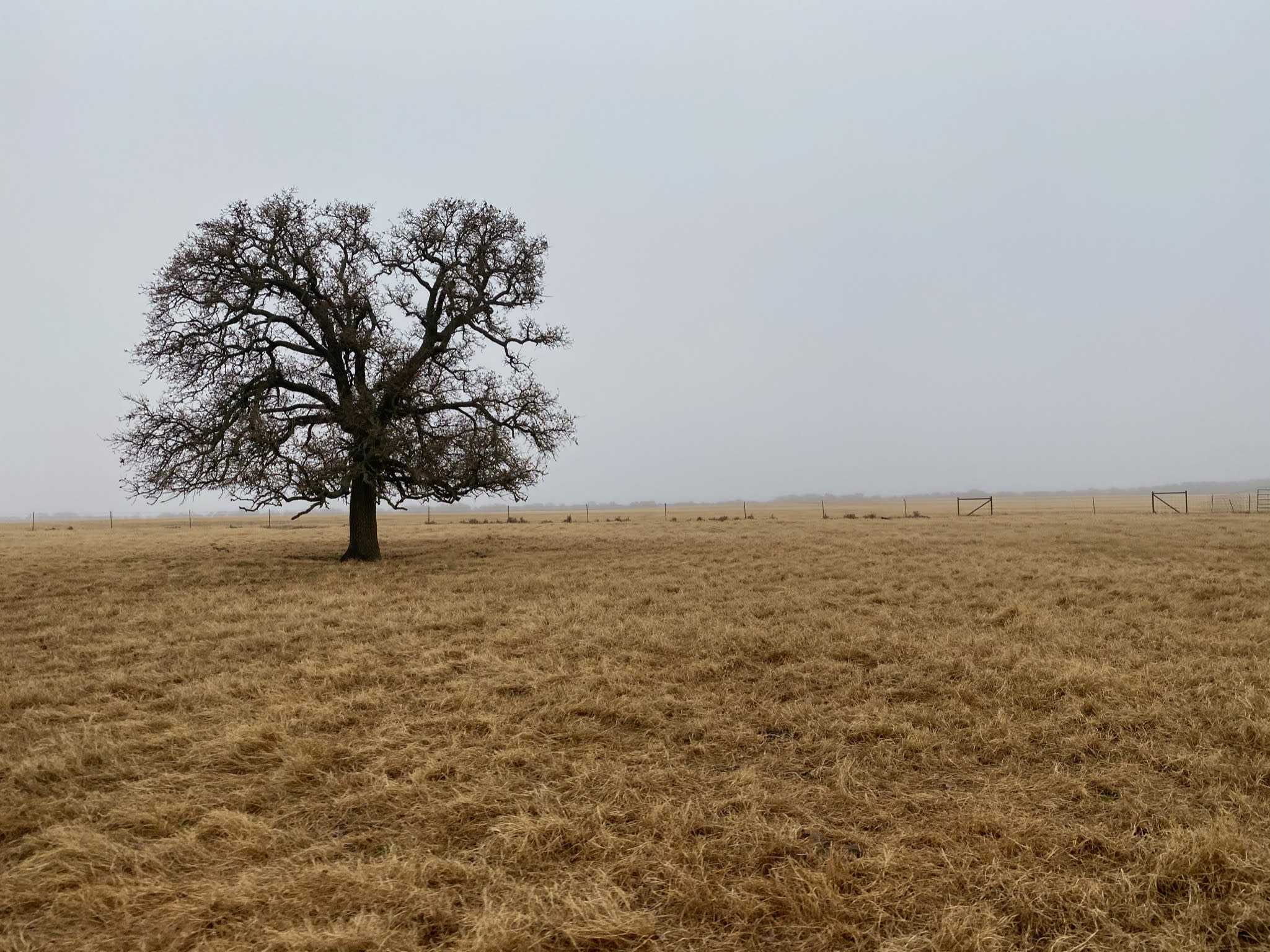 misty winter day