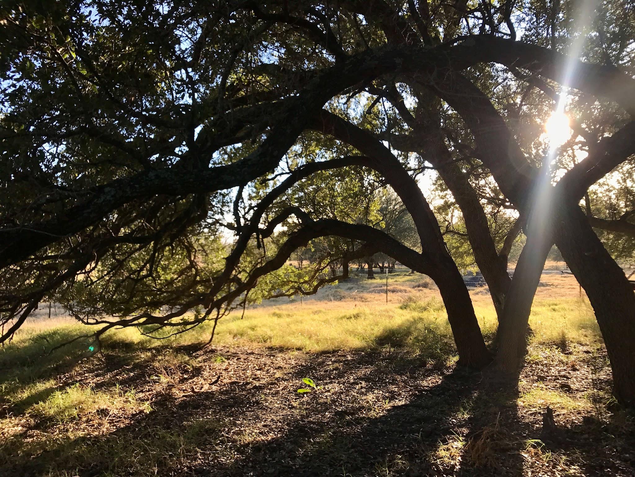 sun coming through oak tree canopy