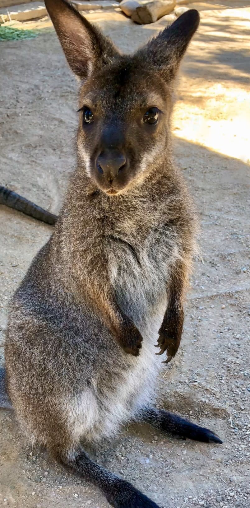 Wallaby