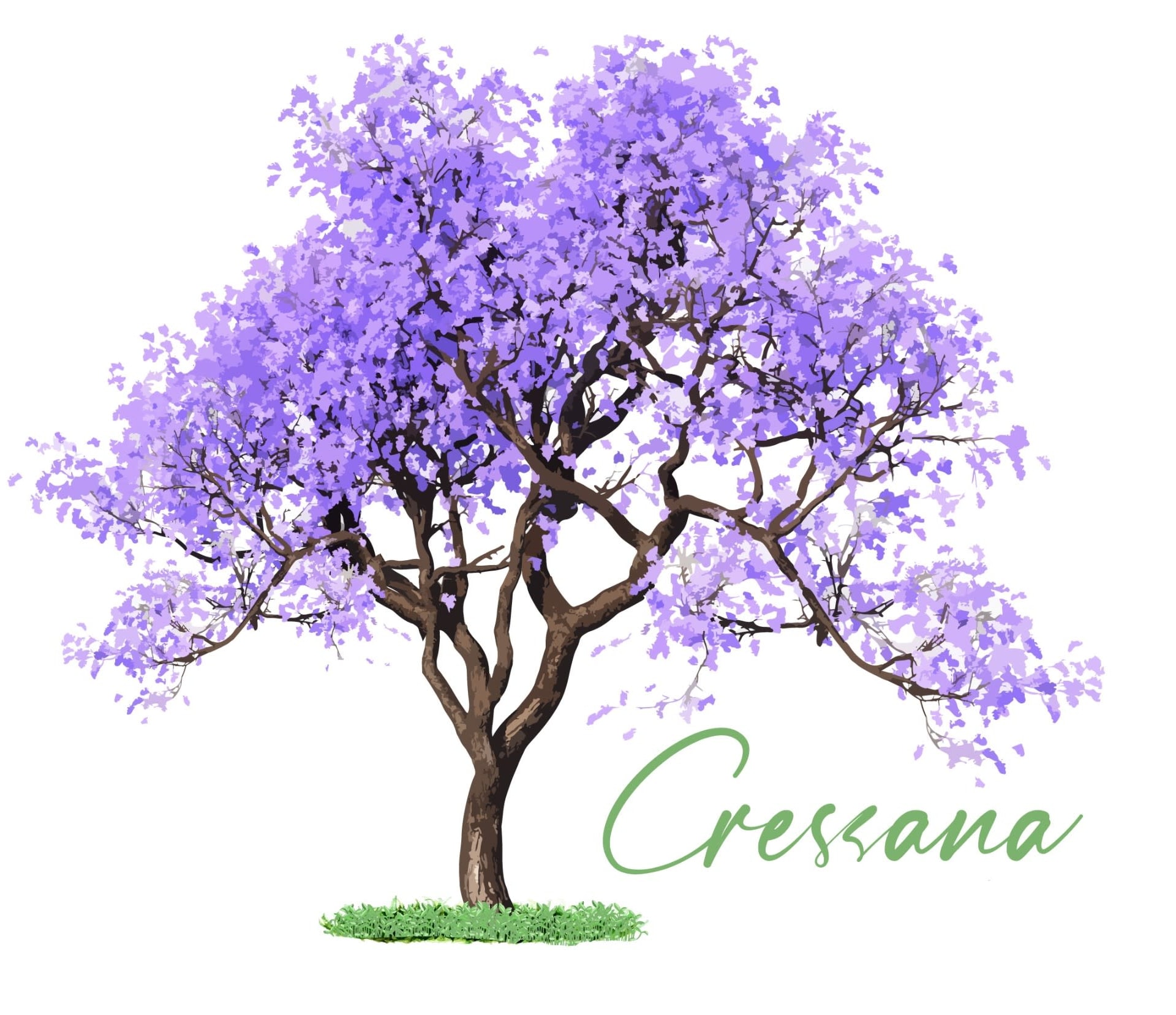 A picture of a jararanda tree in bloom with the words Cressana in green script writing