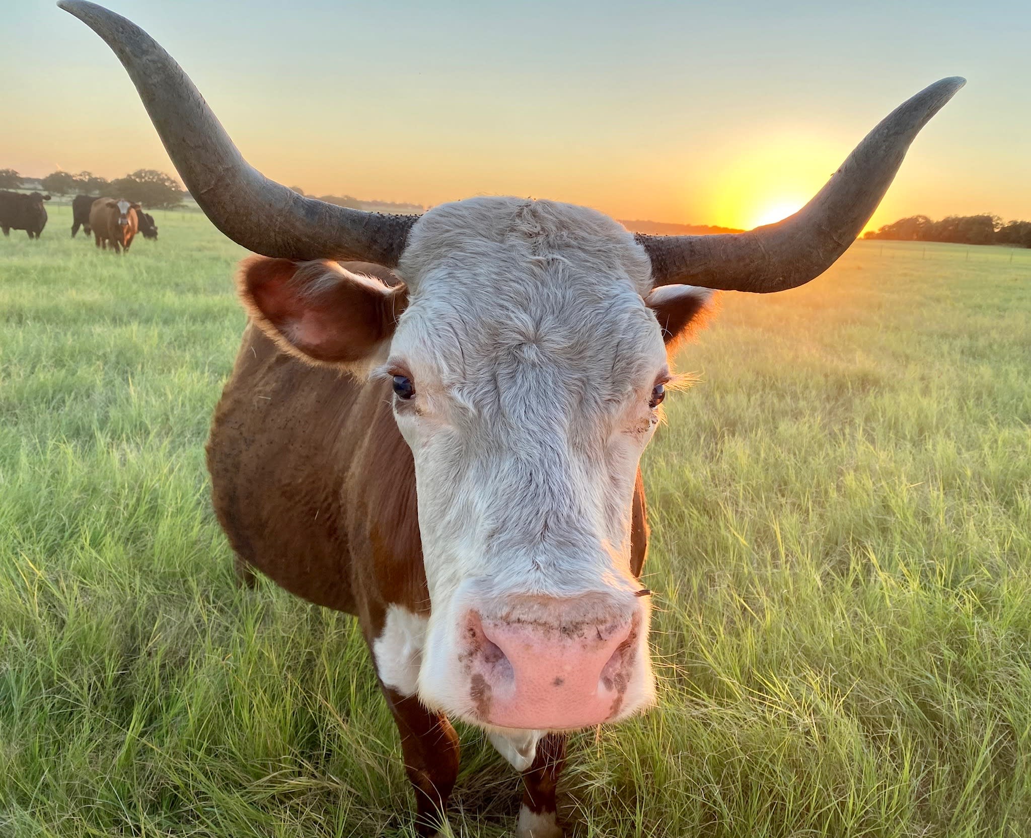 Cow face at sunset