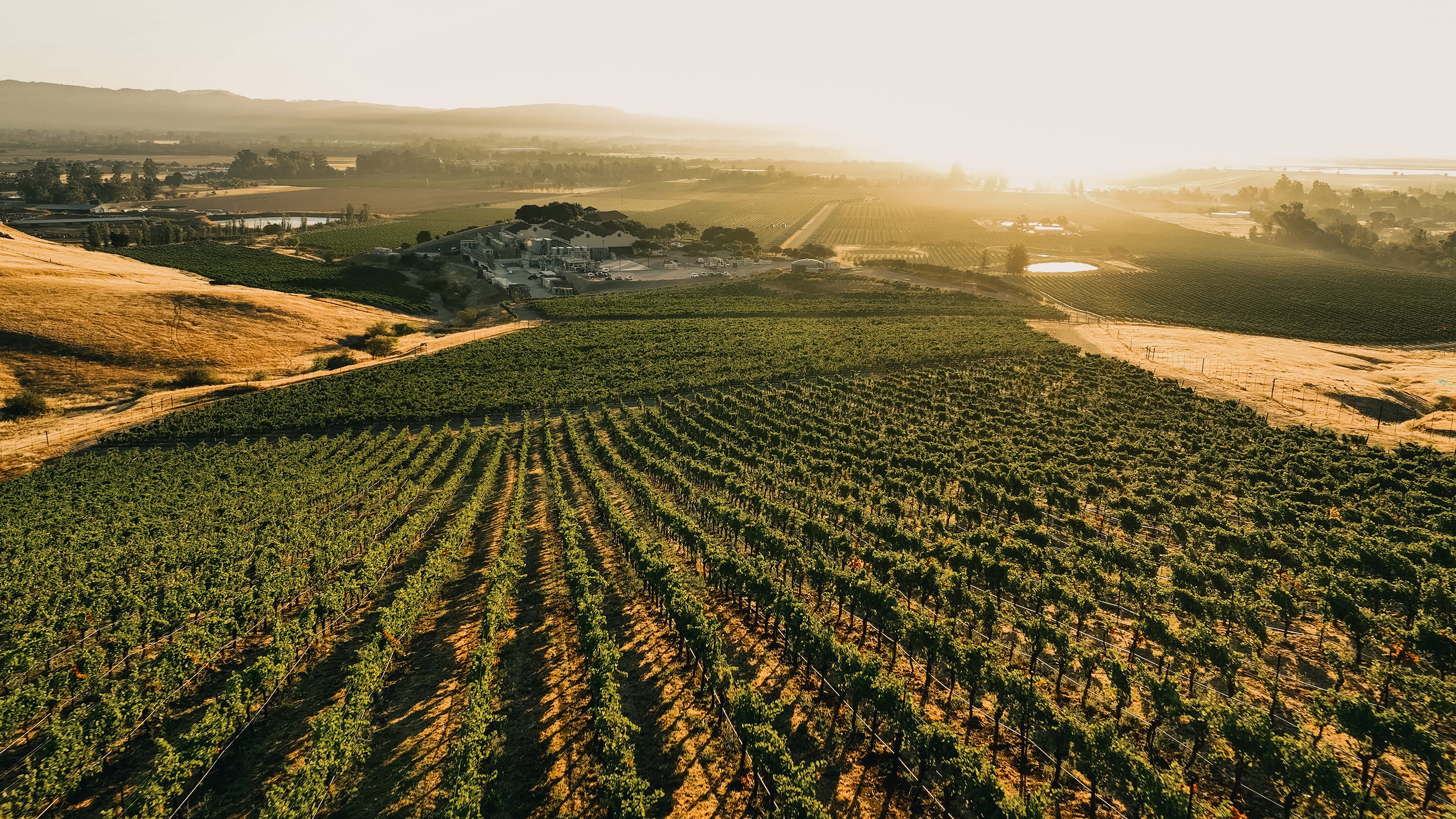 Gloria Ferrer Home Vineyard