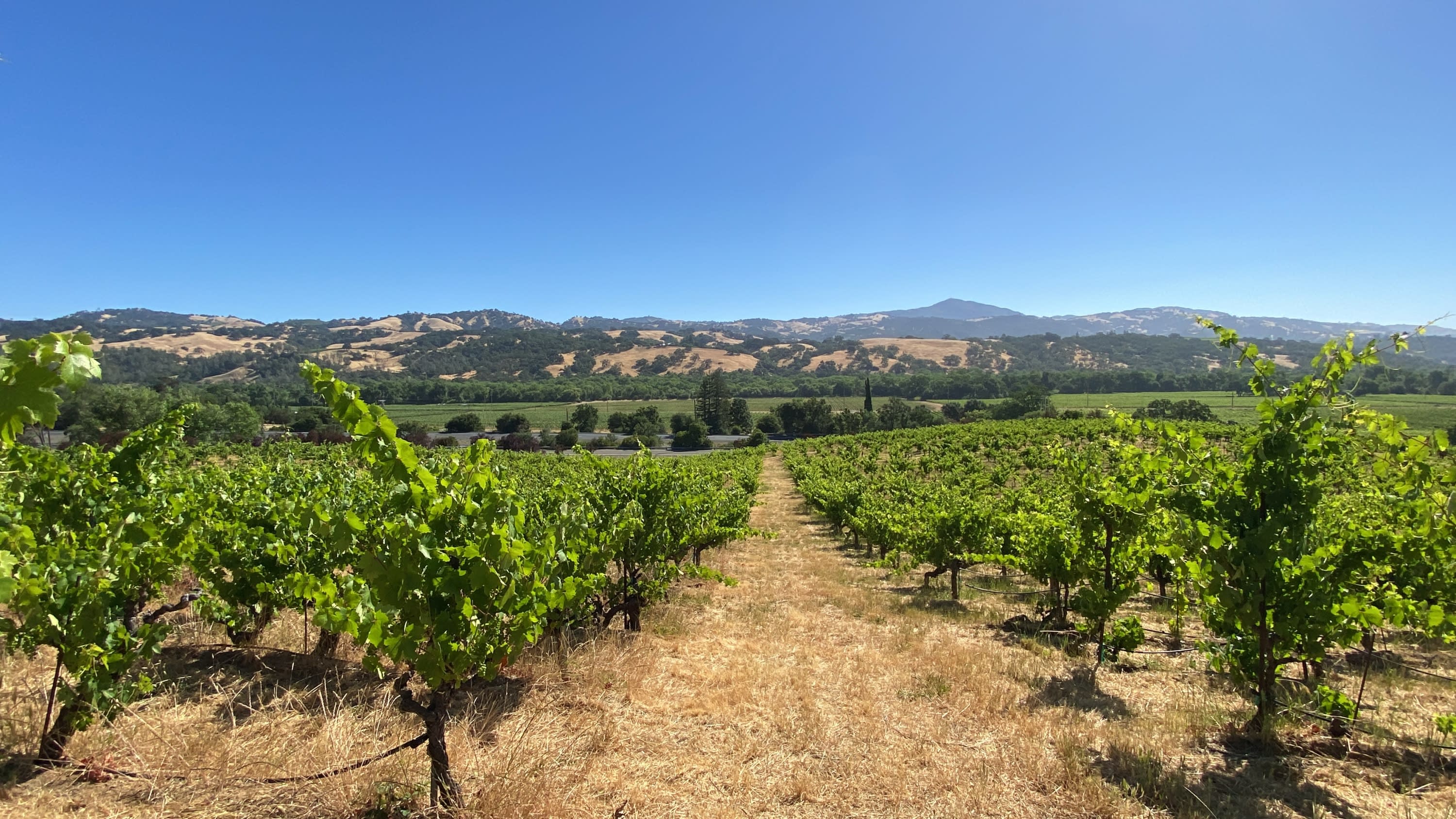 J. Rickards Winery - Old Vine Zinfandel - 1908 Brignole Vineyard