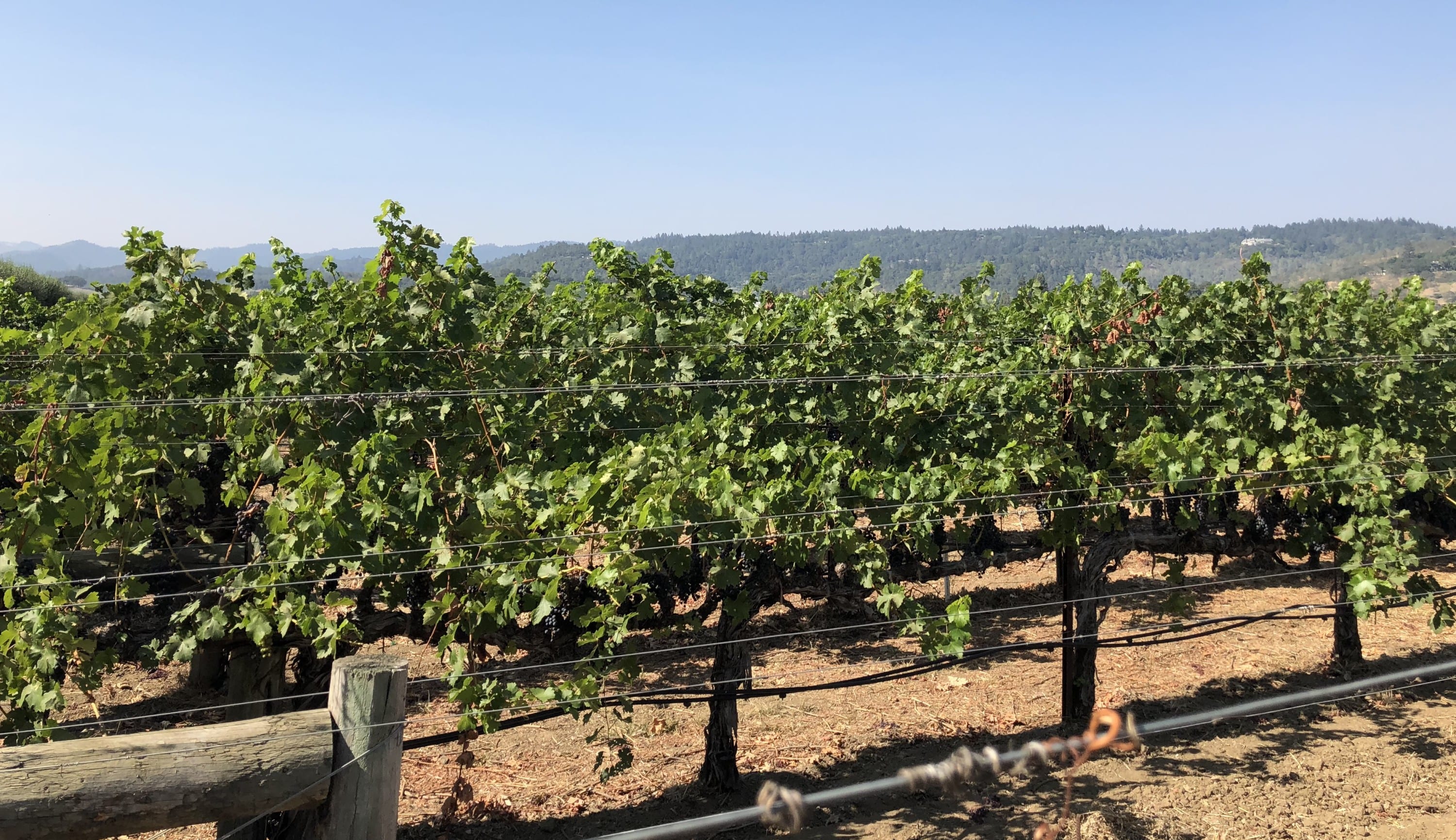 Rows of grapevines in a sunny vineyard with rolling hills in the distance, viewed from behind a wooden fence.