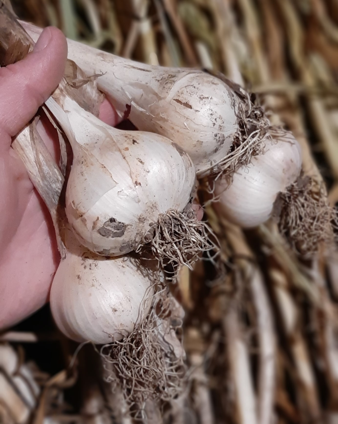 A hand holds four large garlic bulbs