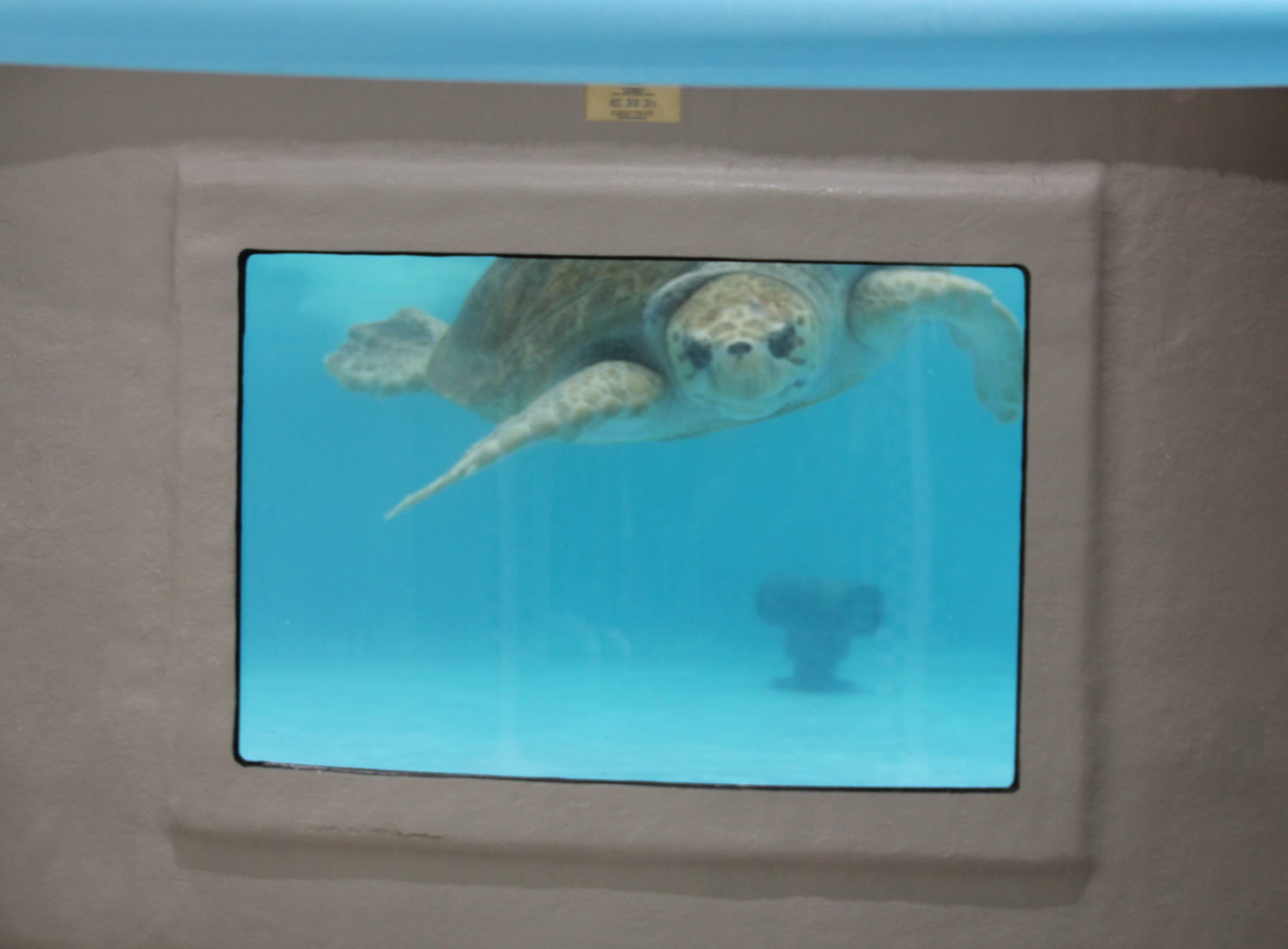 Loggerhead turtle Snooki observes through the window of her rehabilitation tank.