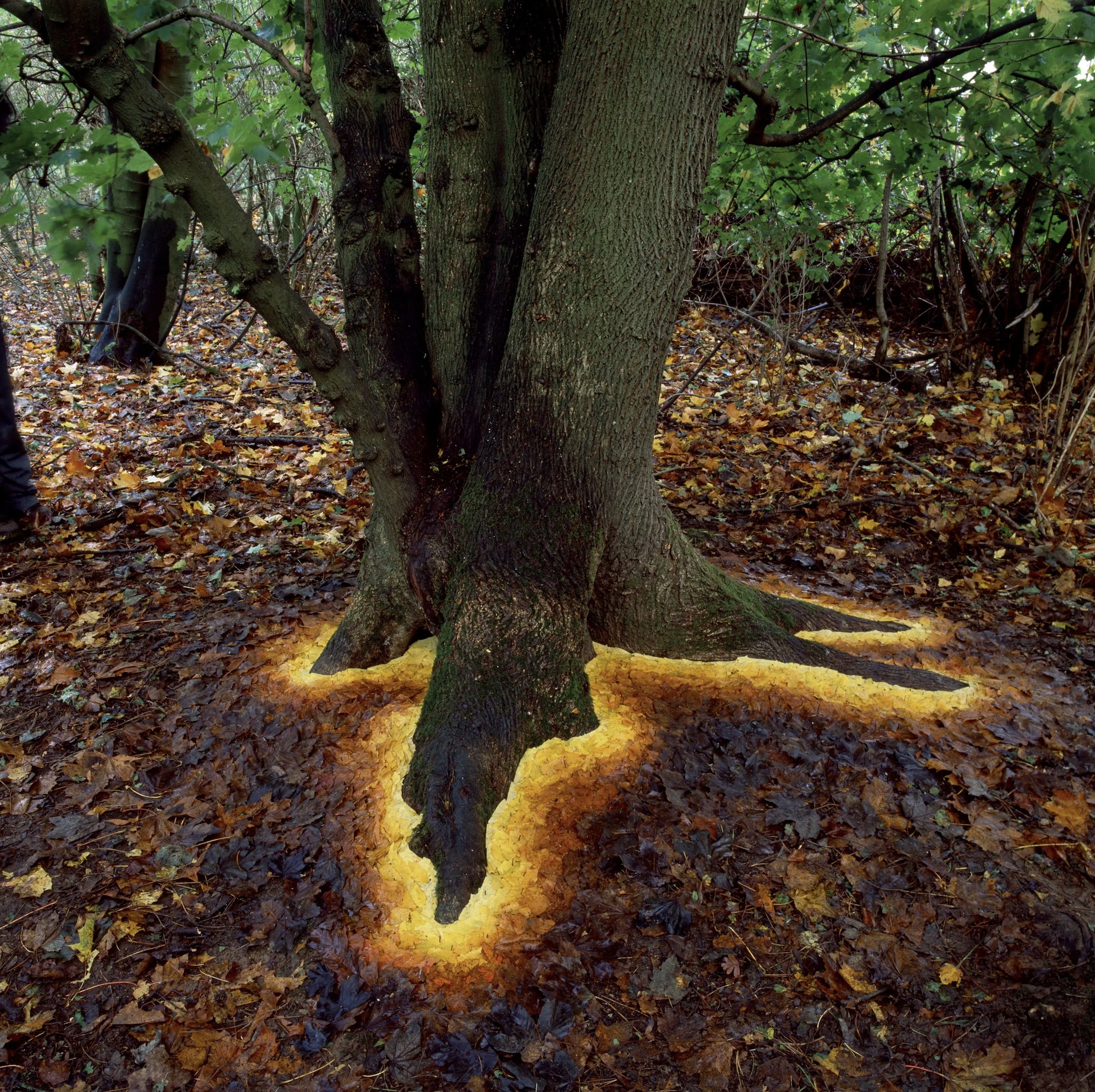 Andy Goldsworthy photo 2