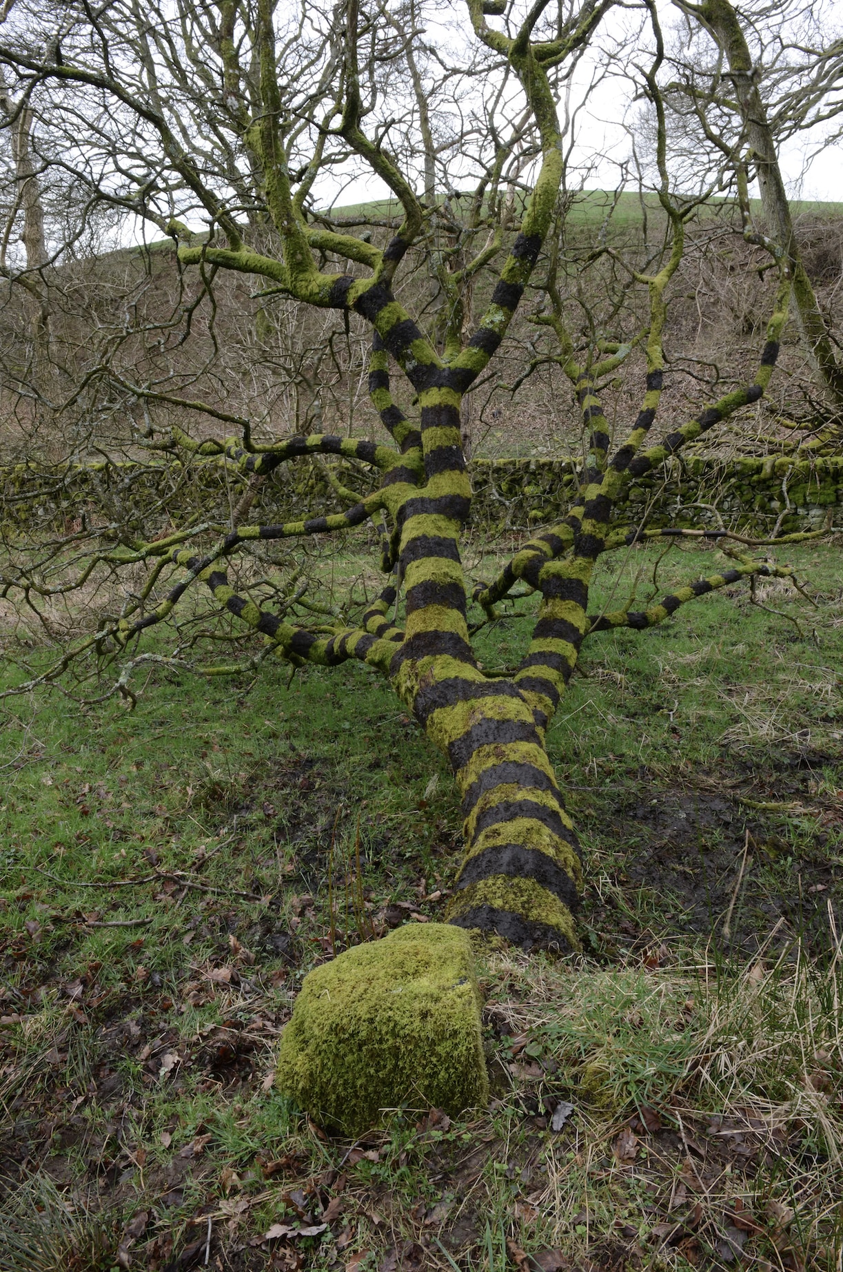 Andy Goldsworthy photo 3