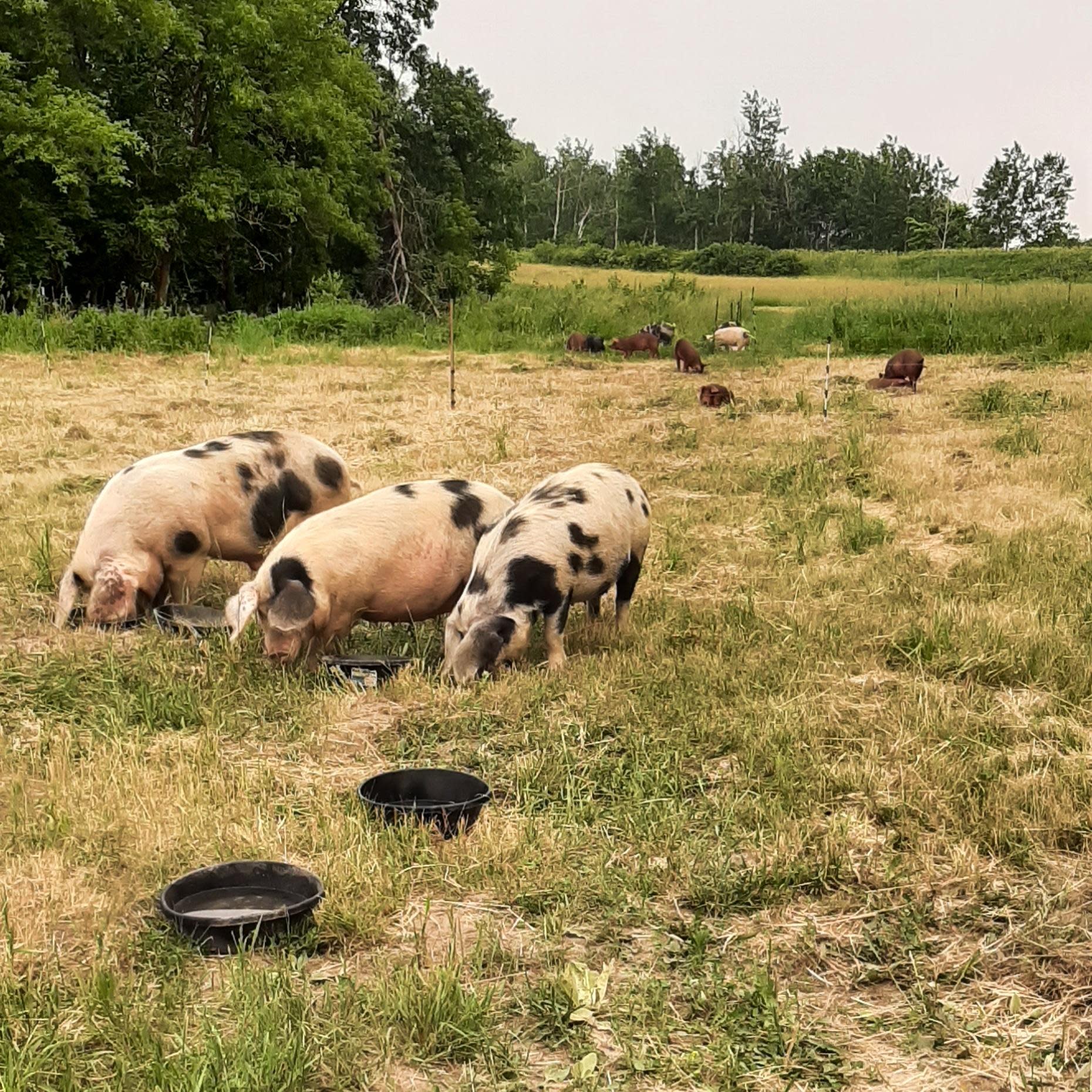 Three spotted pigs graze on pasture with ten red pigs grazing in the background