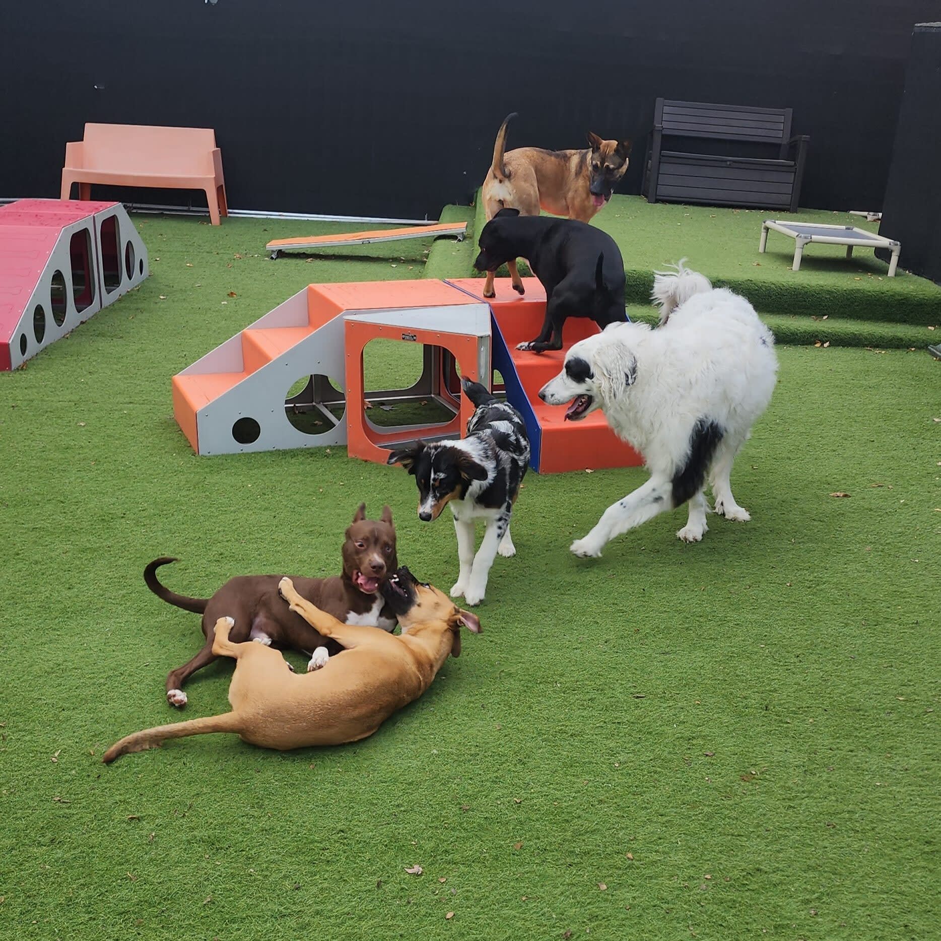 Top Dog Boarding Facilities Near You for Long Summer Vacations: How Long It Stays