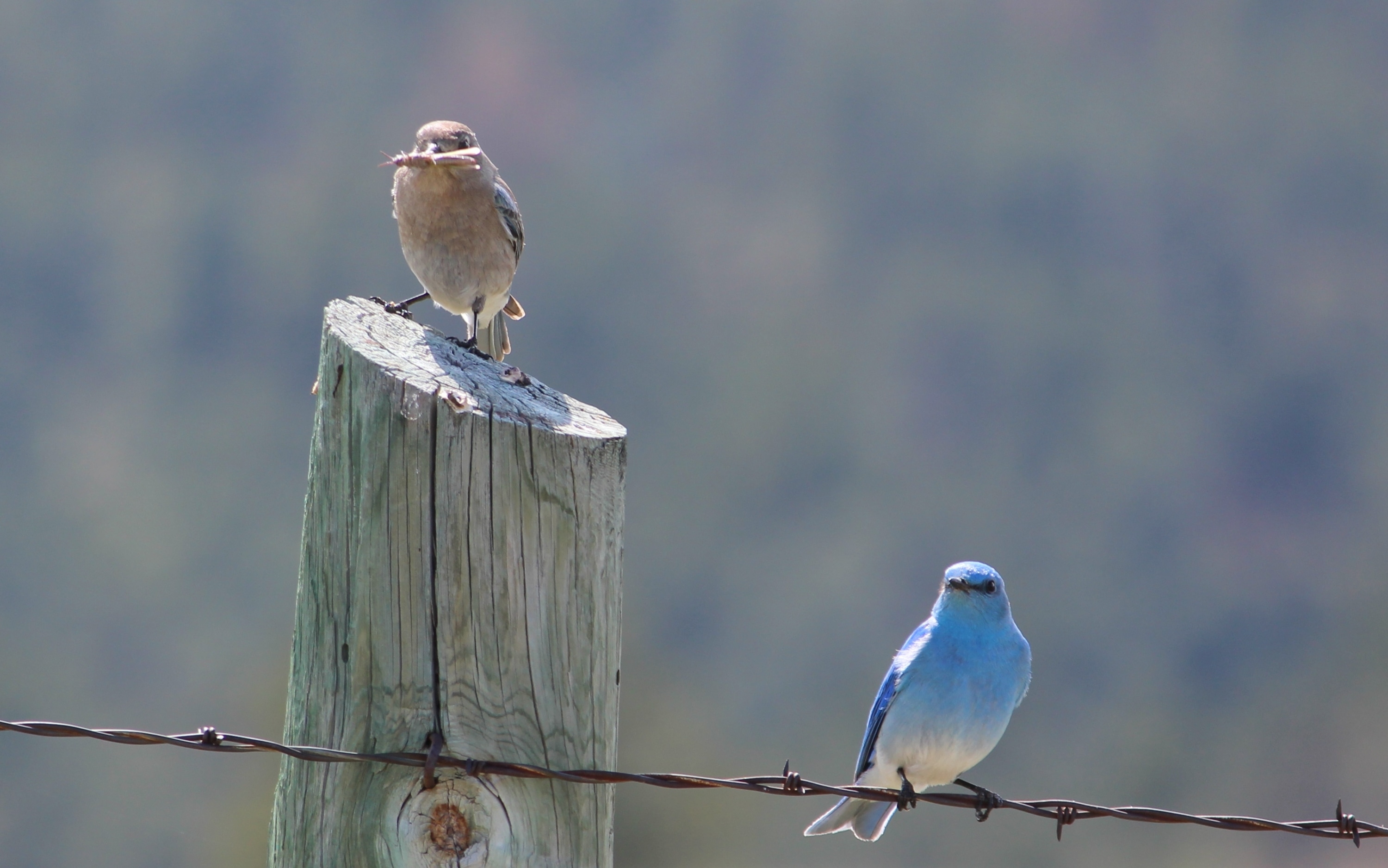 A female bluebird with an insect in her mouth and a male bluebird sitting on a fence