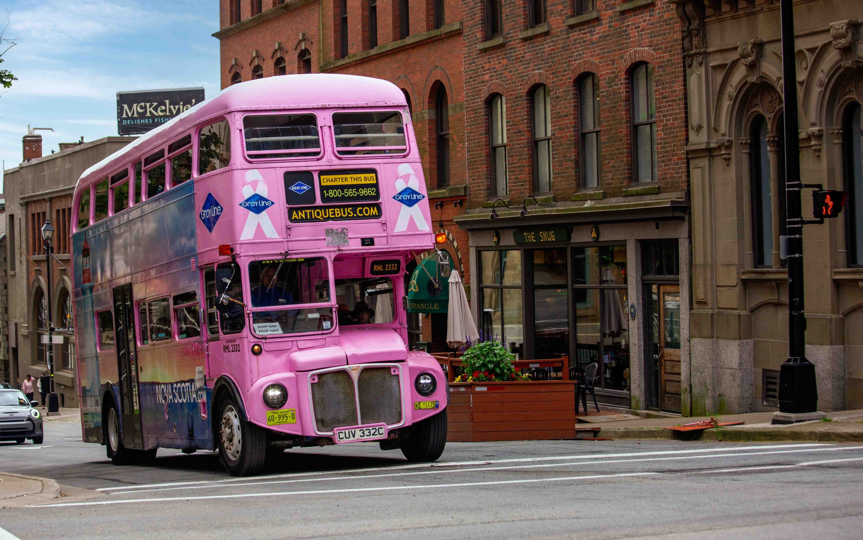 A pink vintage double decker bus zips around Downtown Halifax on the Hop On Hop Off City Tour