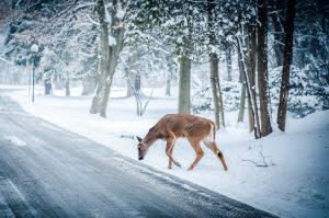 Deer-Vehicle Collision Likelihood Down in Ohio