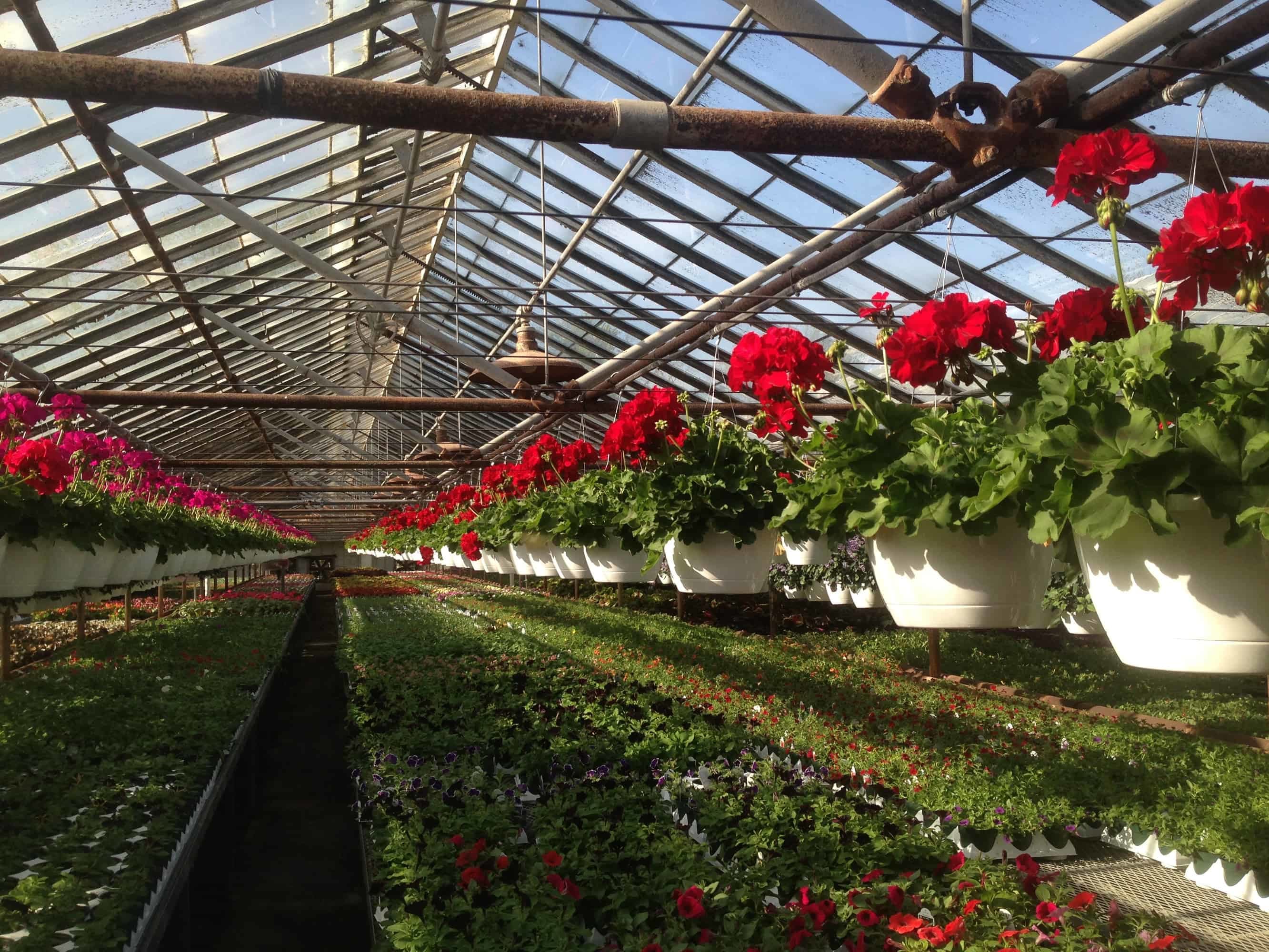 Greenhouse with annual flowers