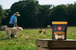 vital farms cheesy over easy dog treats with working dog and farmer