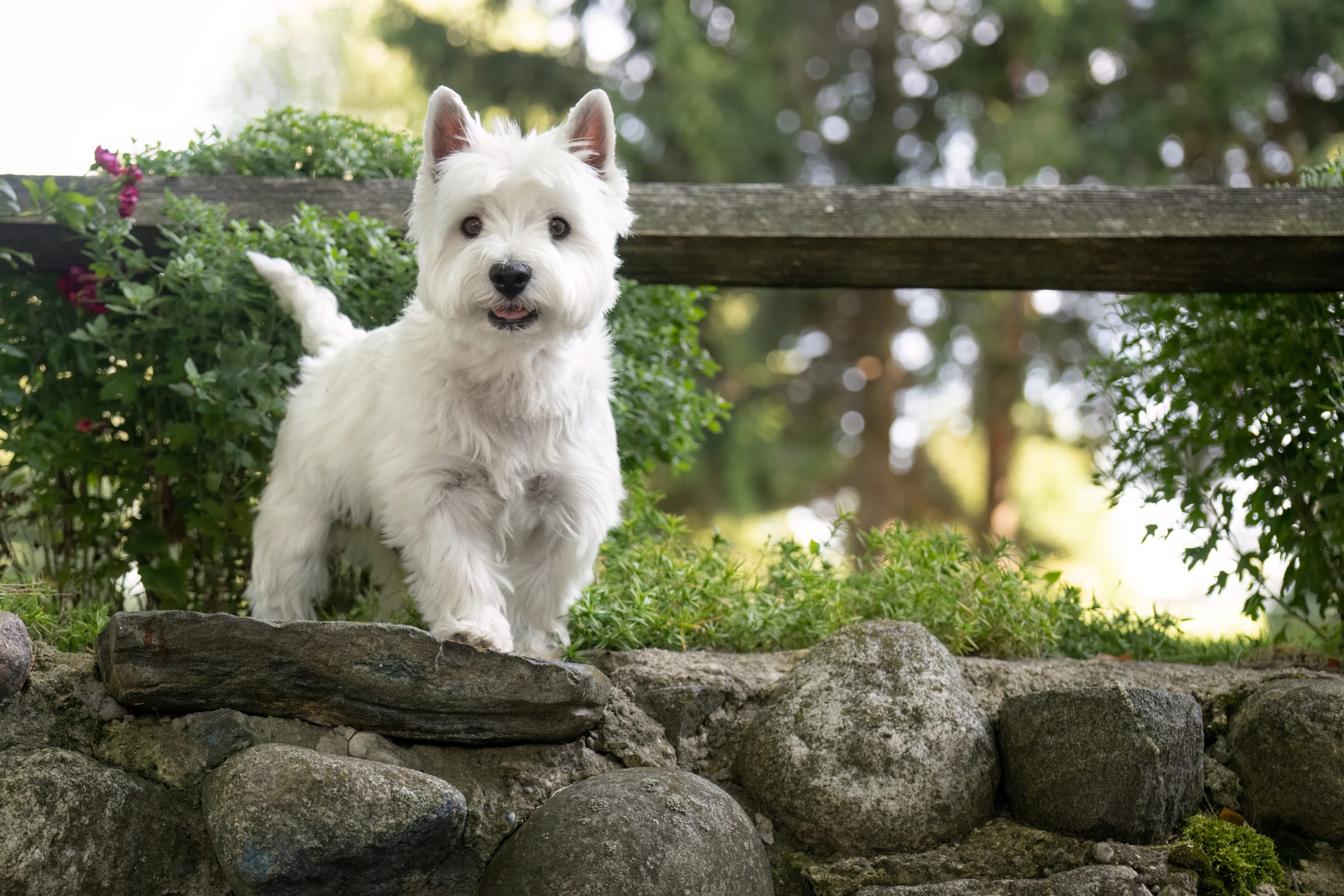 Portrait of a white West Highland Terrier