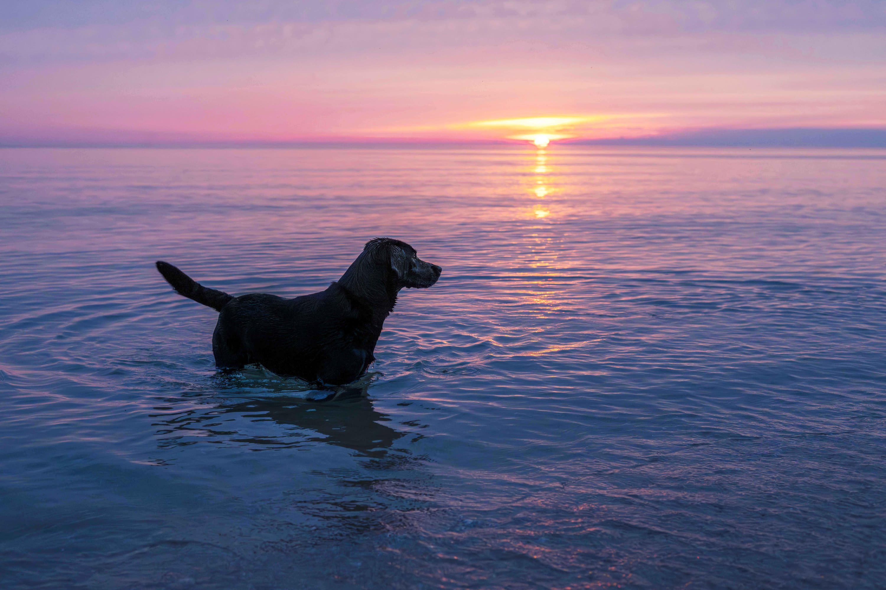 Black Lab Dog at Sunset