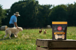 vital farms cheesy over easy dog treats with working dog and farmer