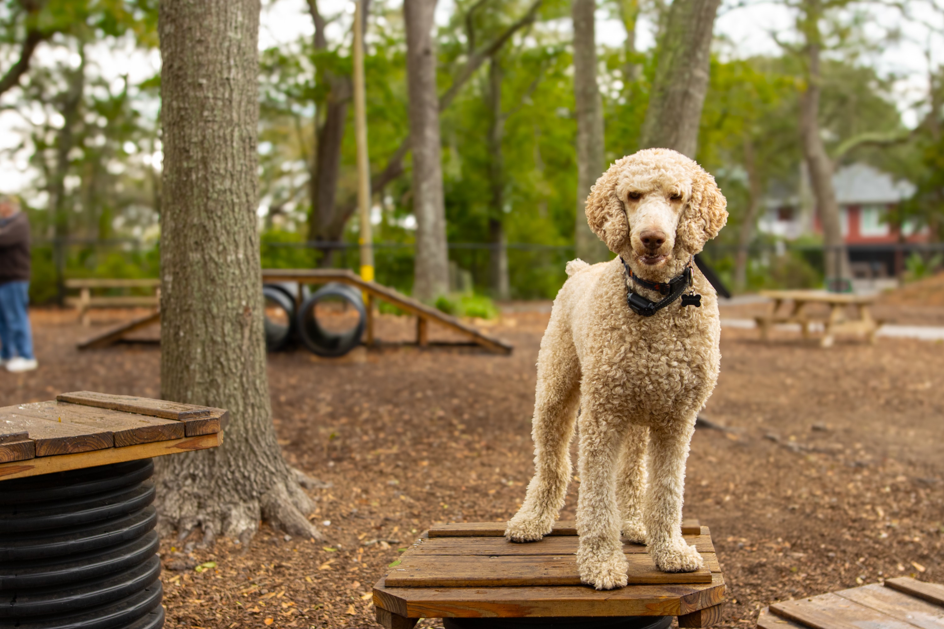 Dog standing in Ocean Lakes Paws N' Play dog park.