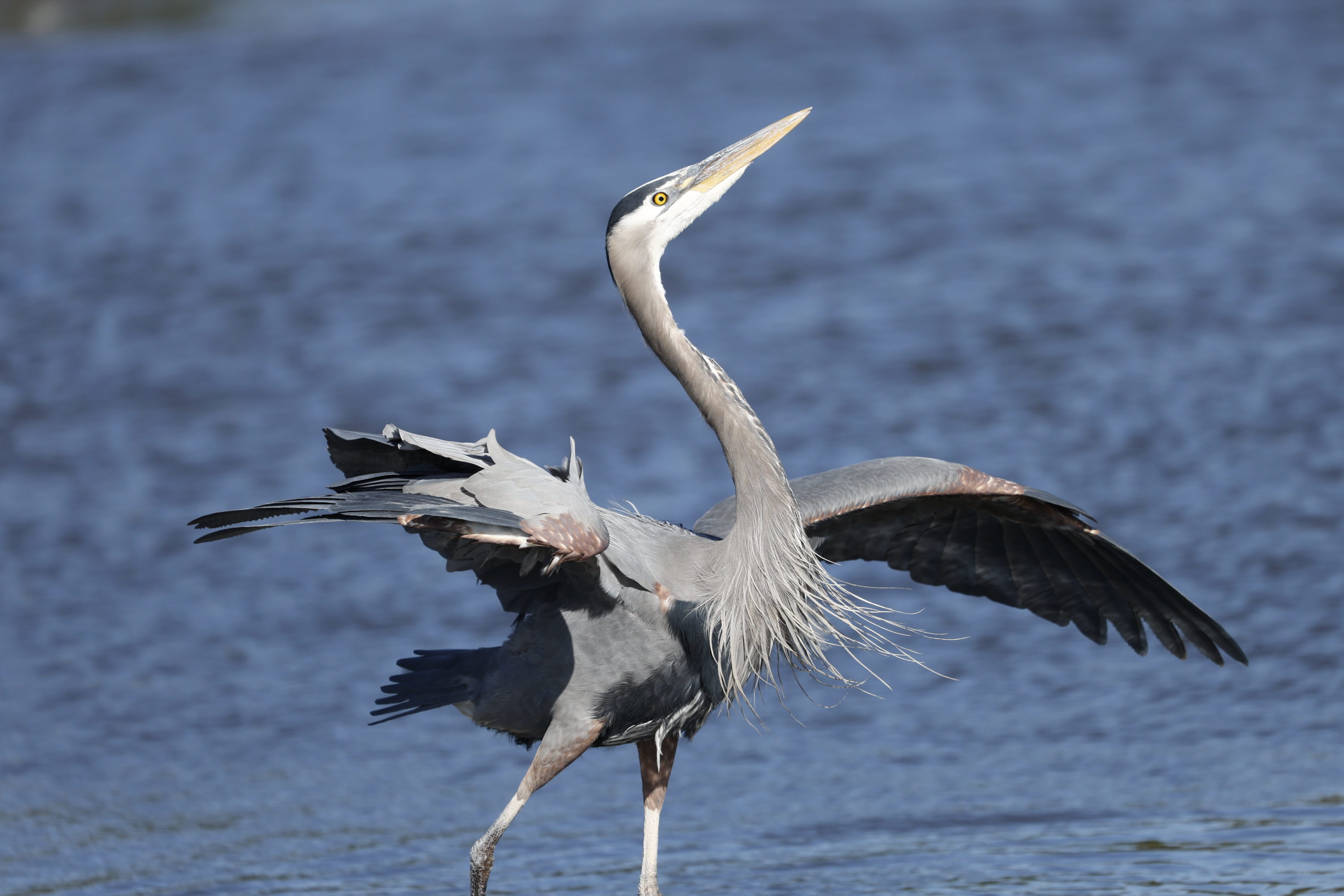 Heron in Port Moody