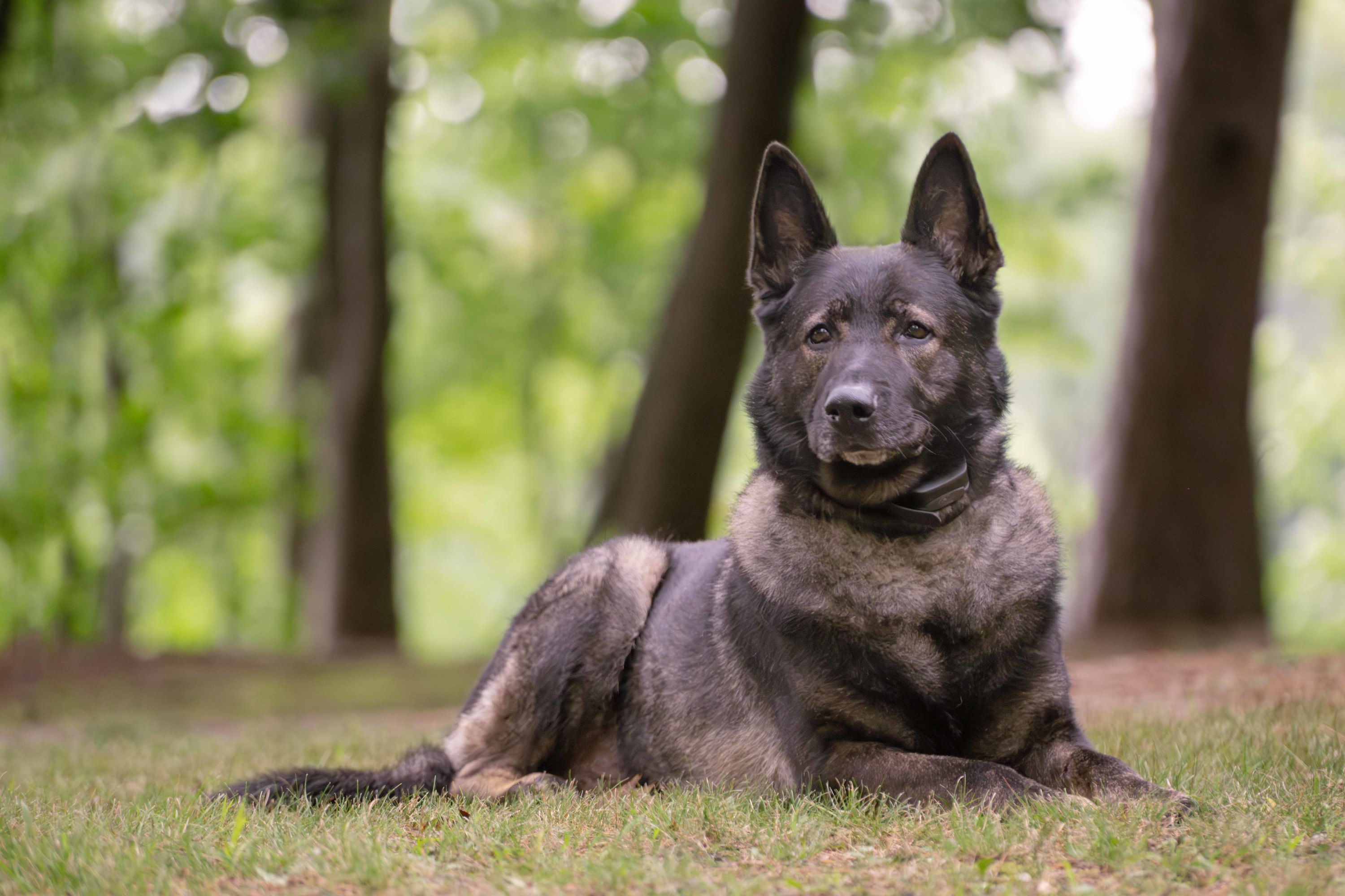 Pet Portrait Photography