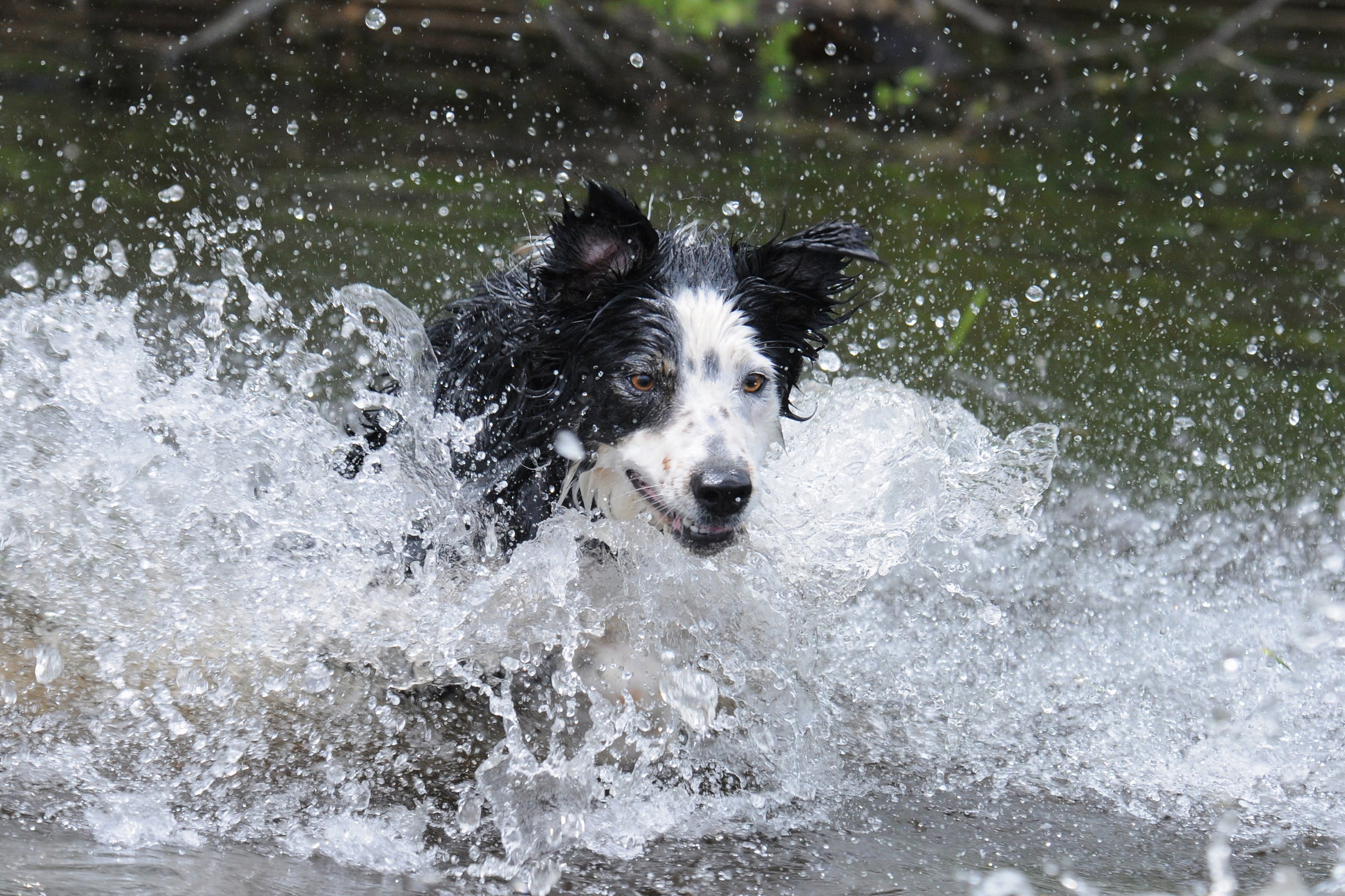 Border Collie splashing into the lake