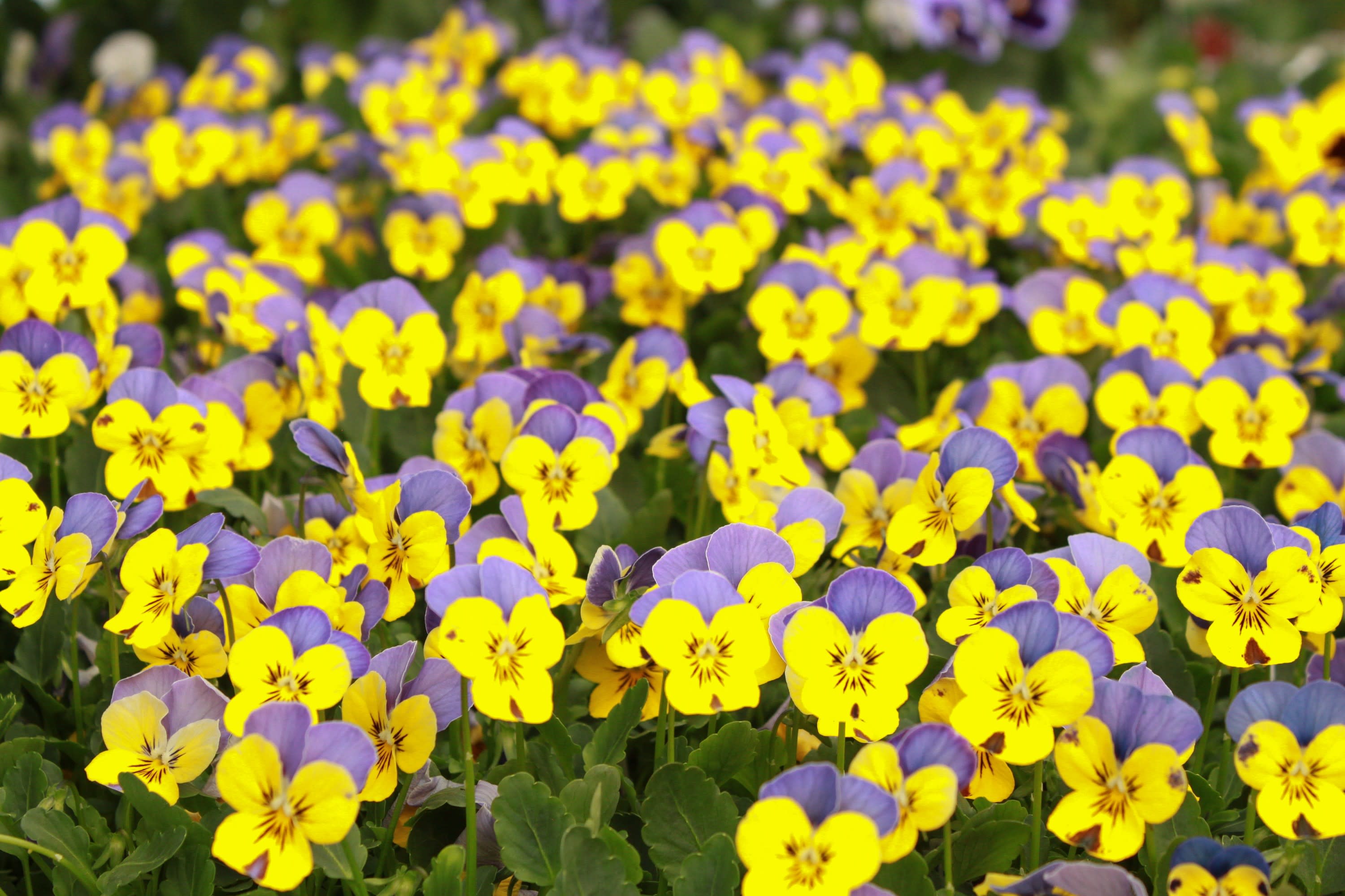 Buy Pansies and Violas in grande prairie alberta