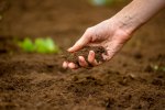 Photo of a hand holding soil