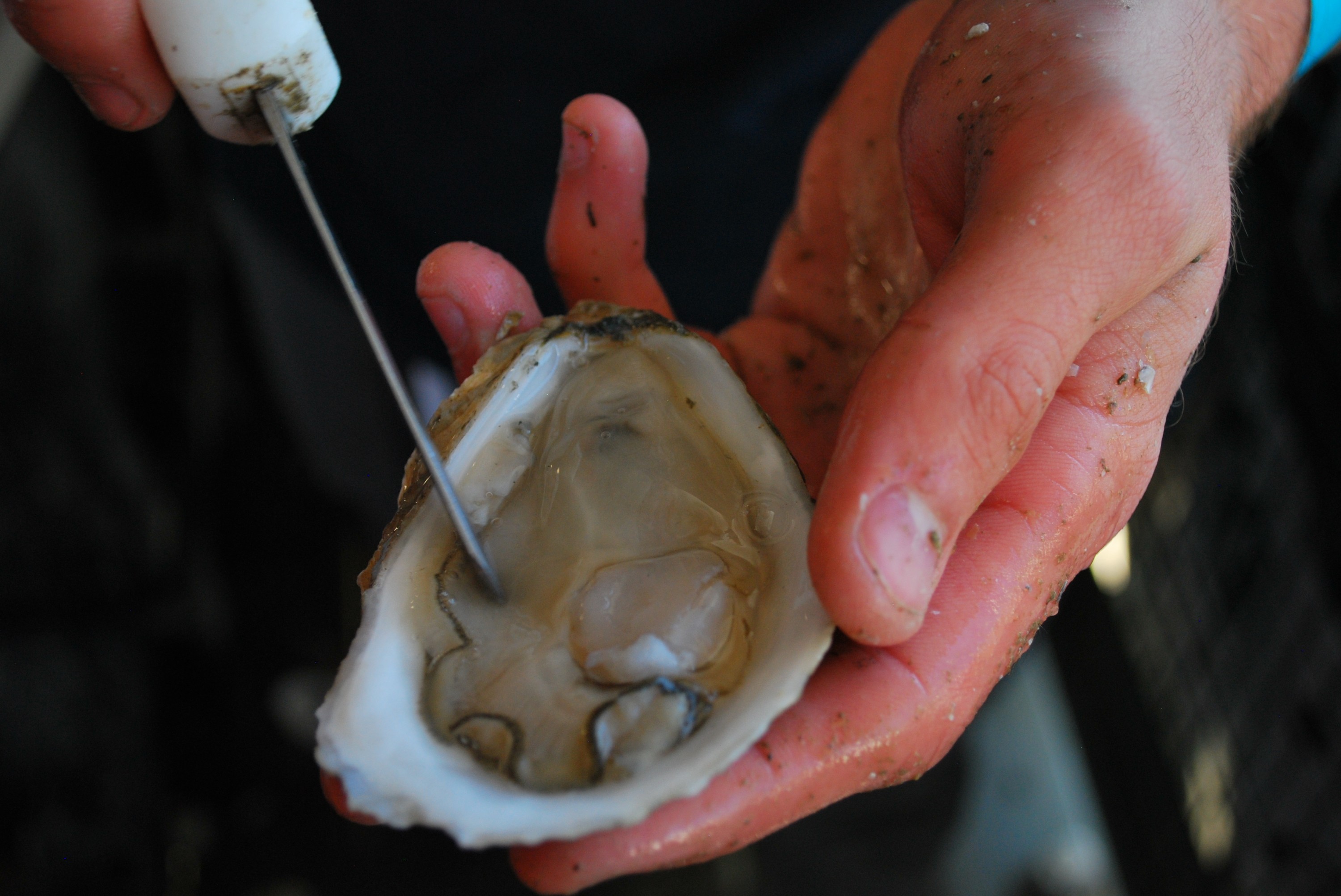 A hand, shucking knife and oyster