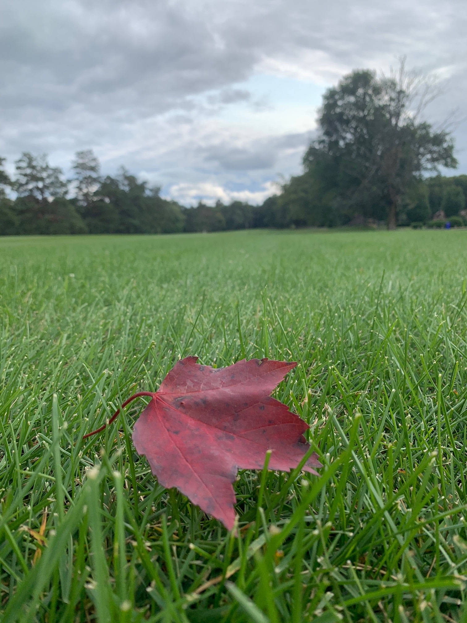 leaf at golf course