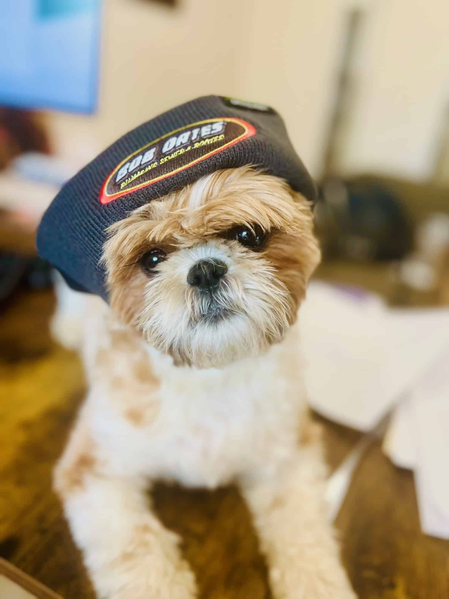 Lhasa Apso doggie looking at the camera, wearing a Bob Oates Sewer & Rooter cap on its head