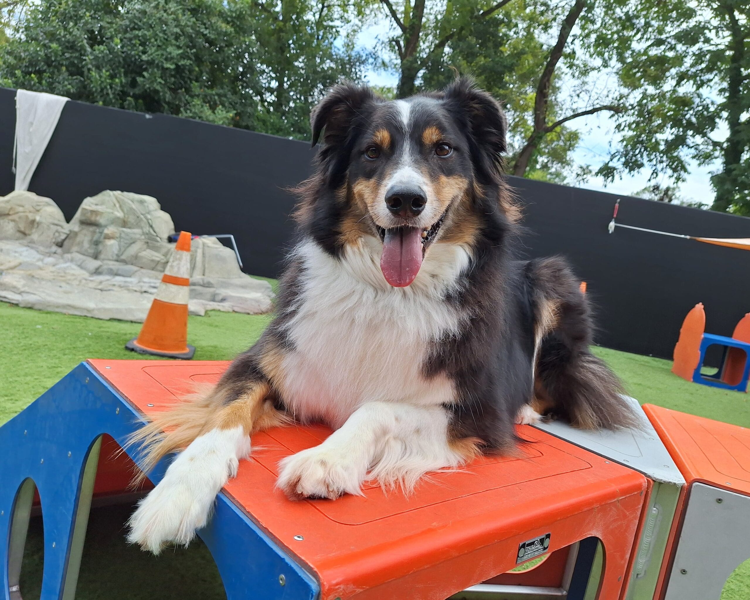 Summer Boarding Cost: How Much Does It Really Cost to Board Your Dog Per Day?