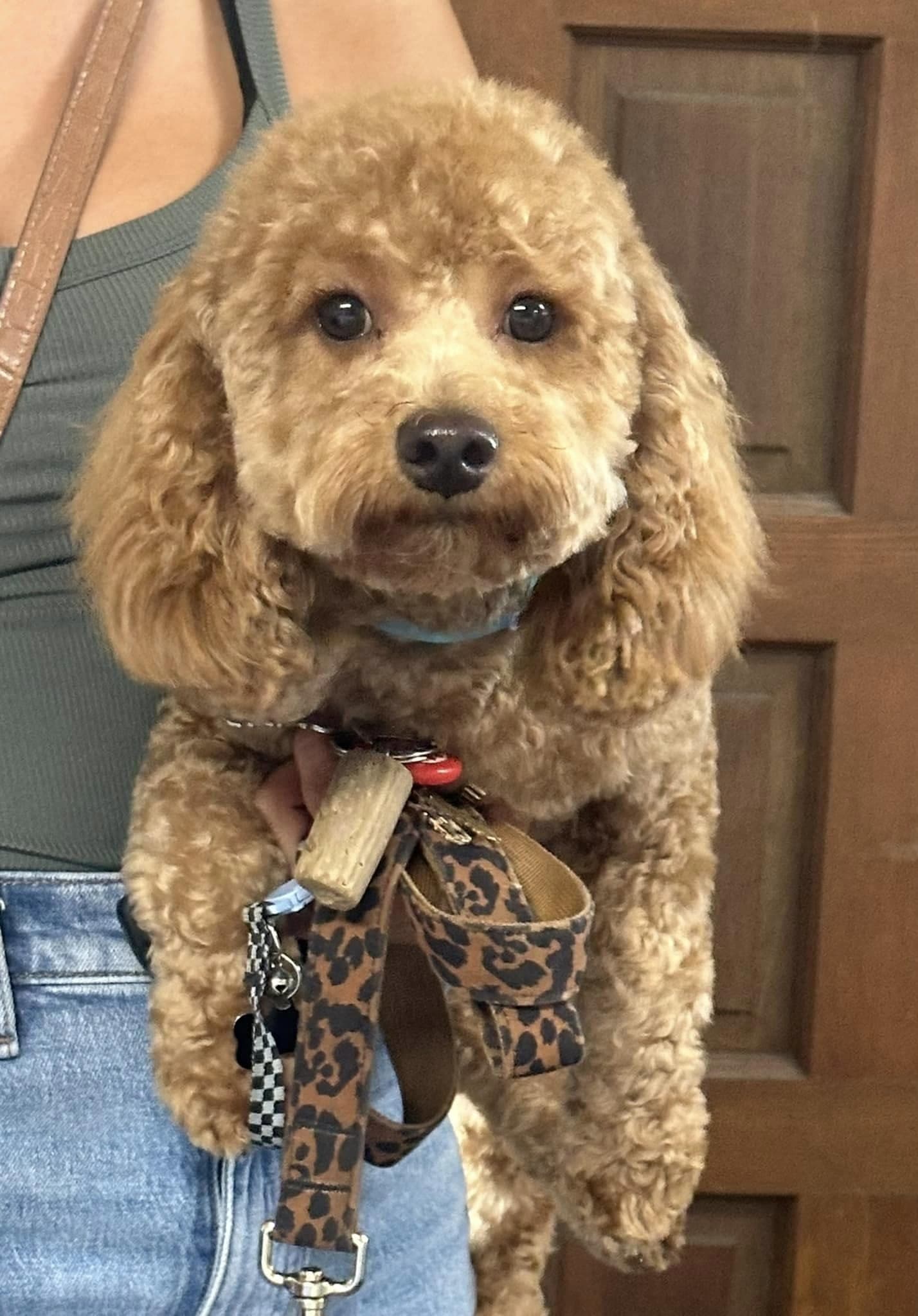 Dog Star Grooming - Willits