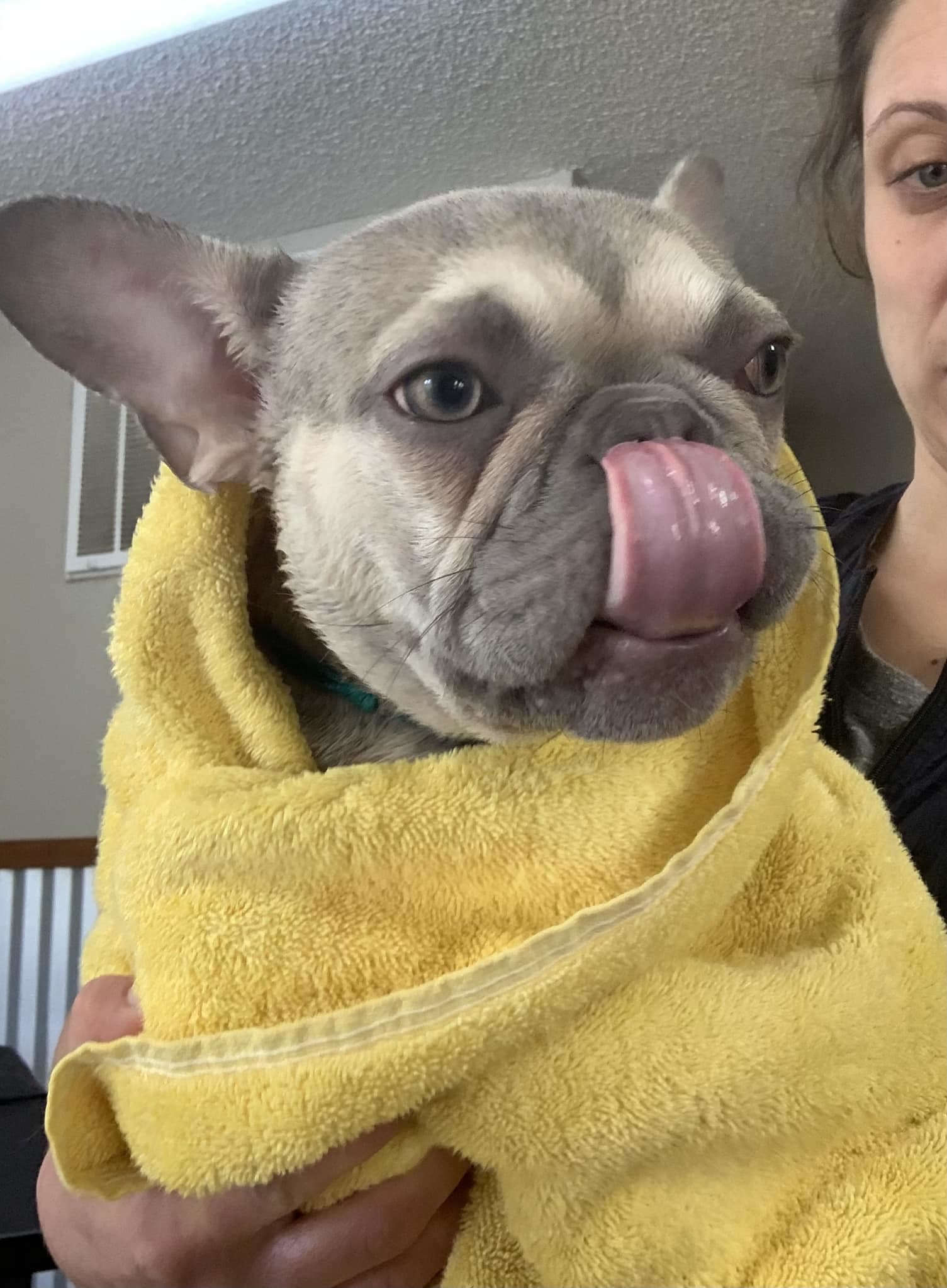 Dog Star Grooming - Willits