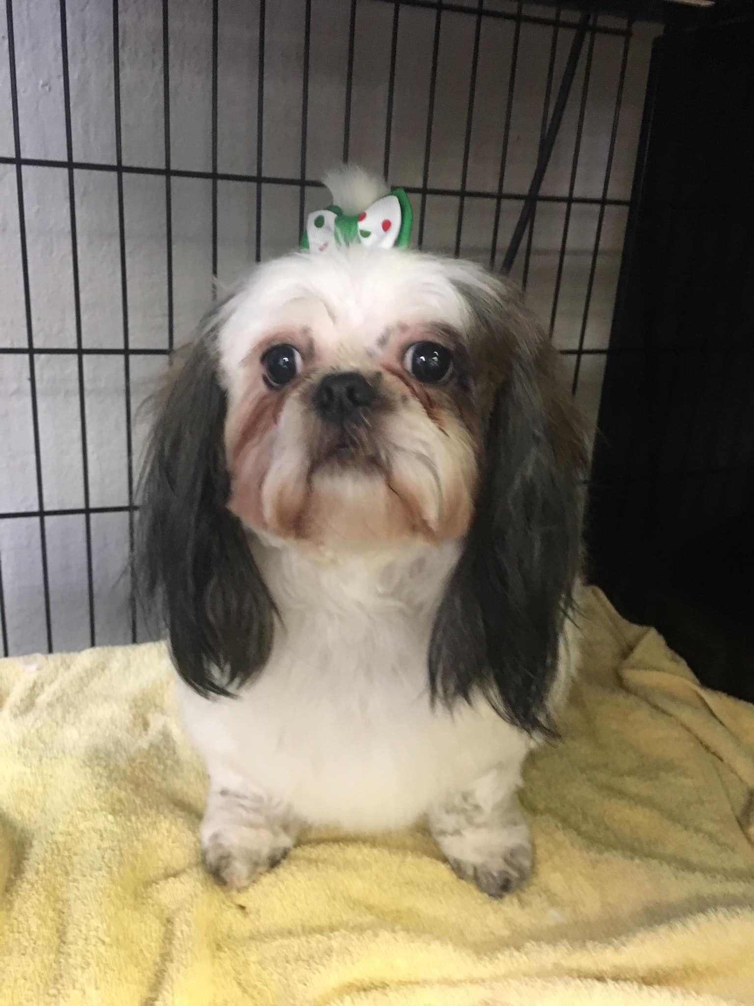 Dog Star Grooming-Willits