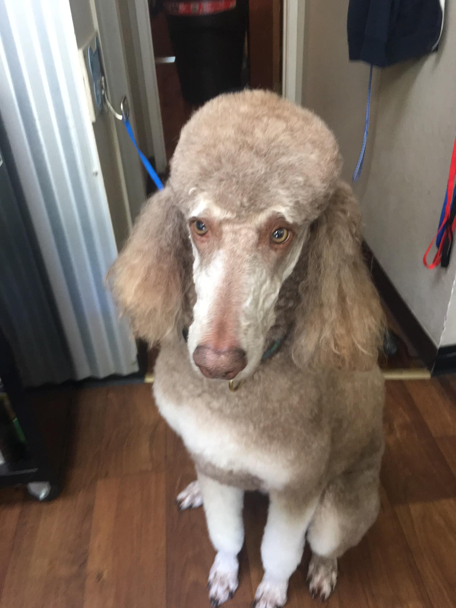 Dog Star Grooming-Willits