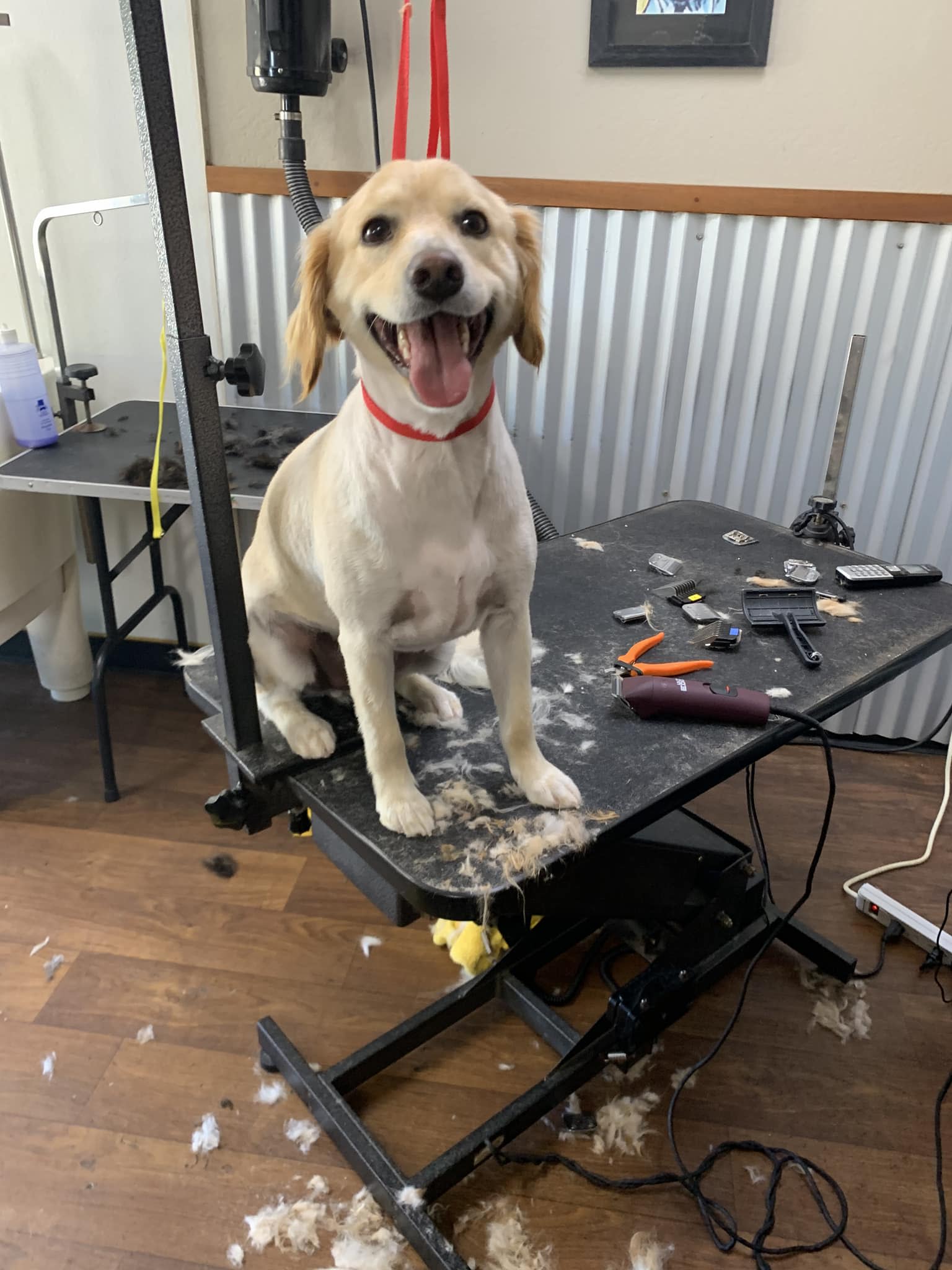 Dog Star Grooming - Willits