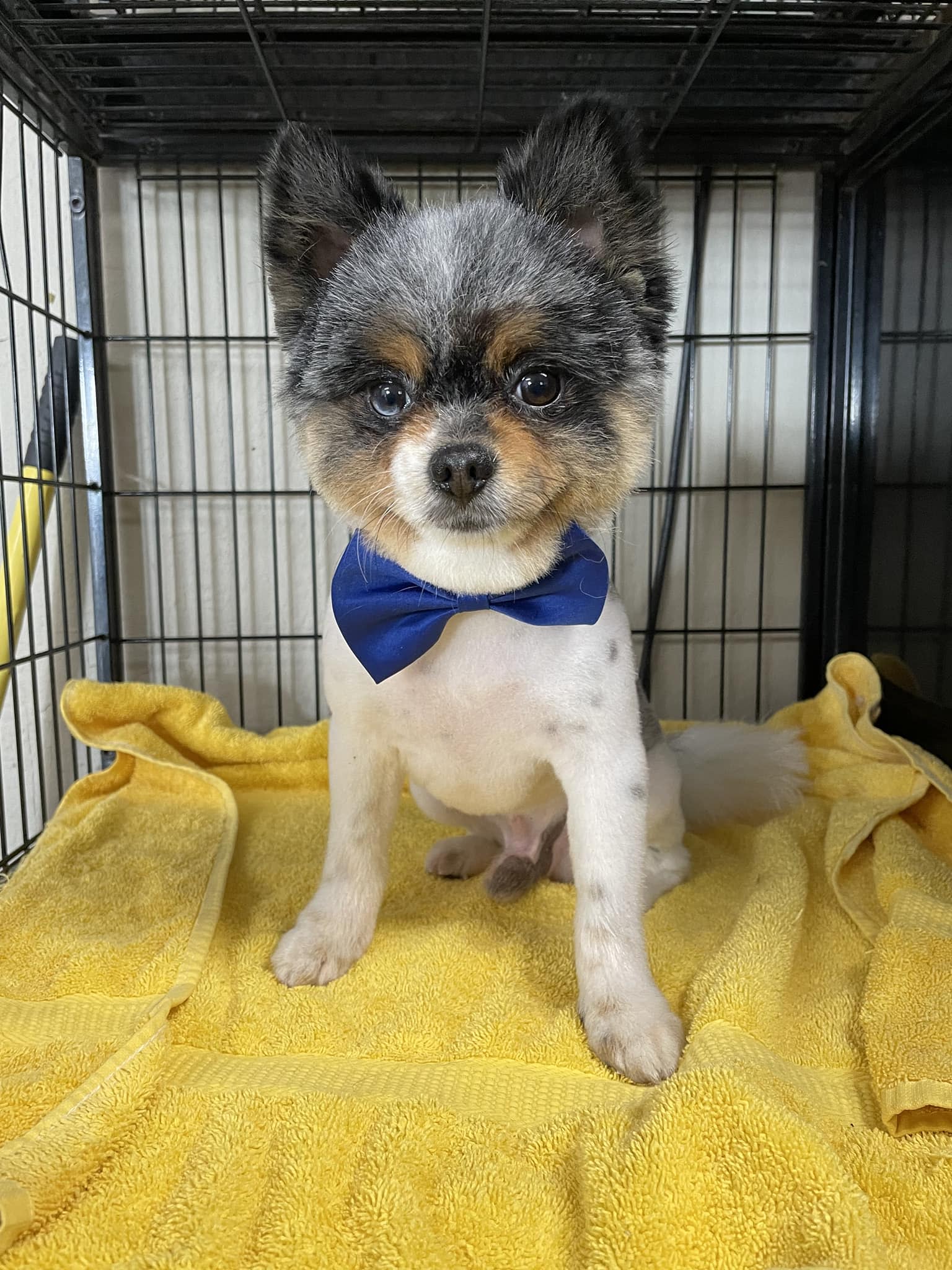 Dog Star Grooming - Willits