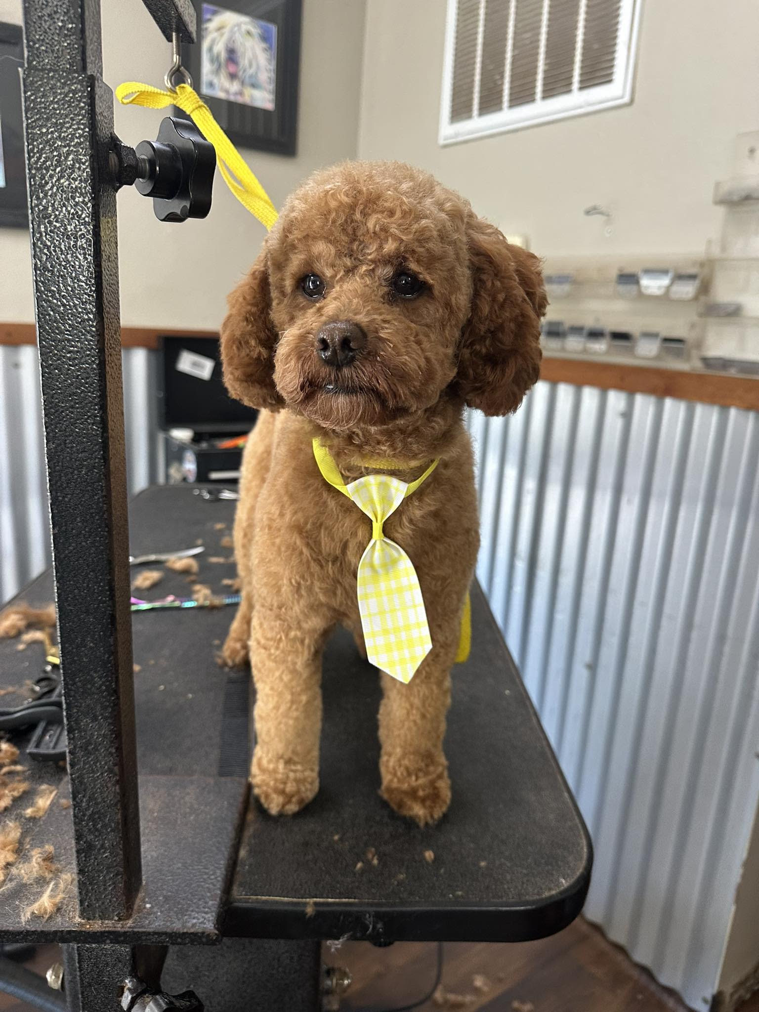 Dog Star Grooming - Willits