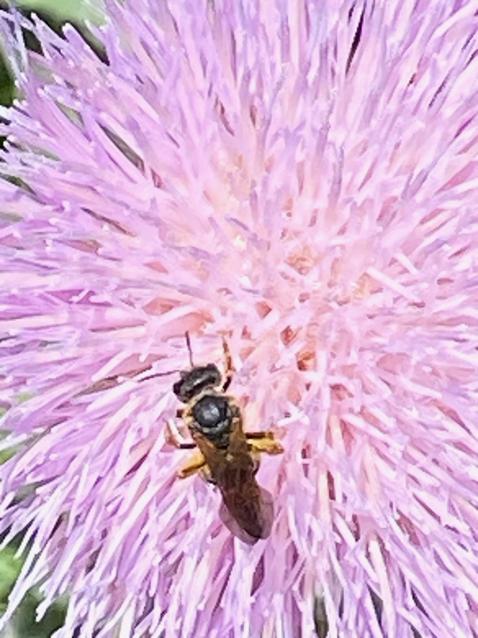 wasp on pink flower