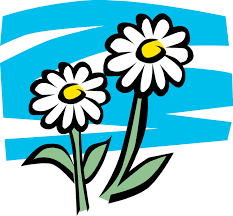 Daisies
