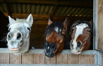 BEMER Horses