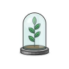 Terrarium plant