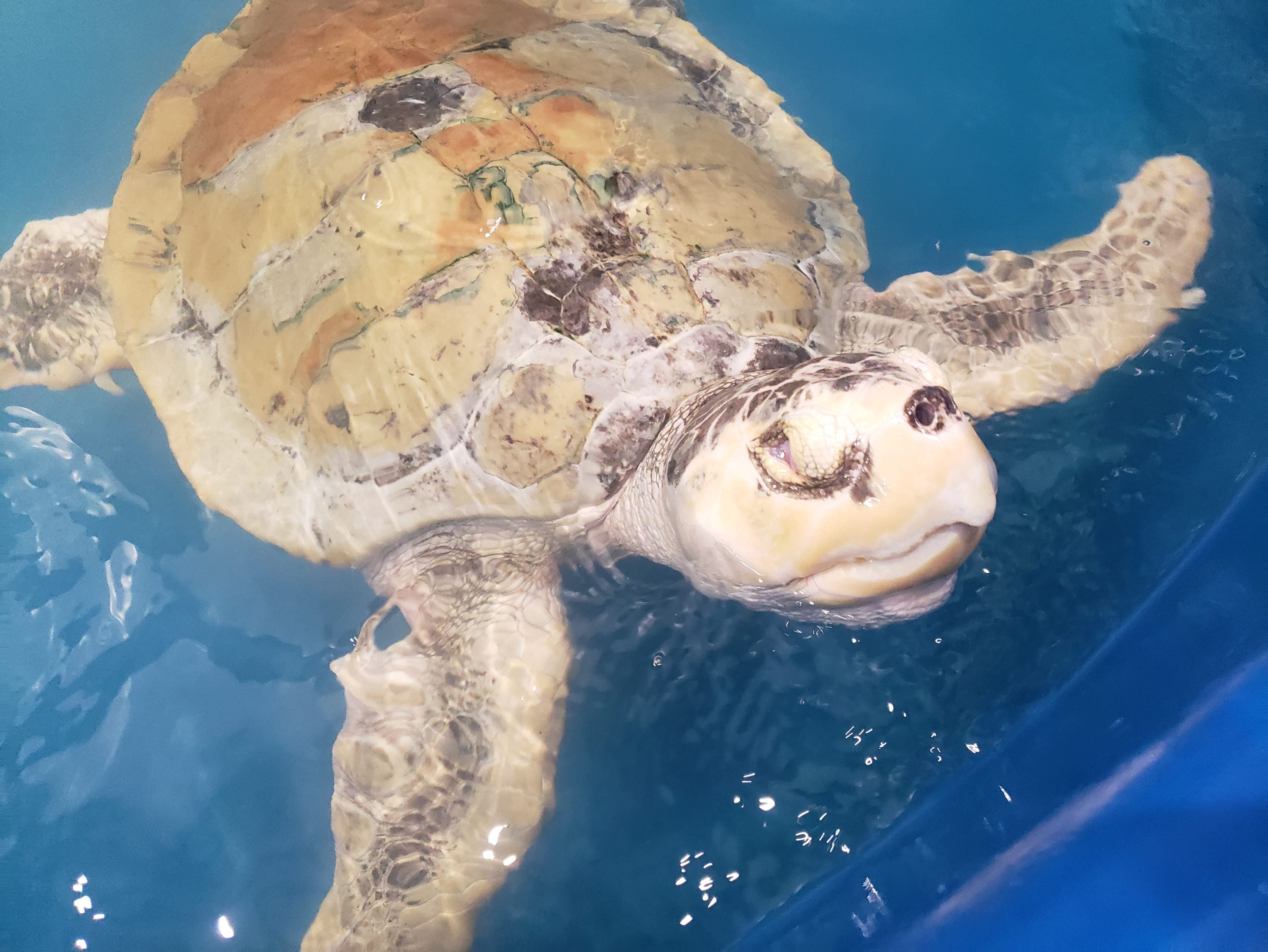 Kemp's ridley sea turtle Lennie, who is permanently blind, serves as an ambassador at the Karen Beasley Sea Turtle Rescue and