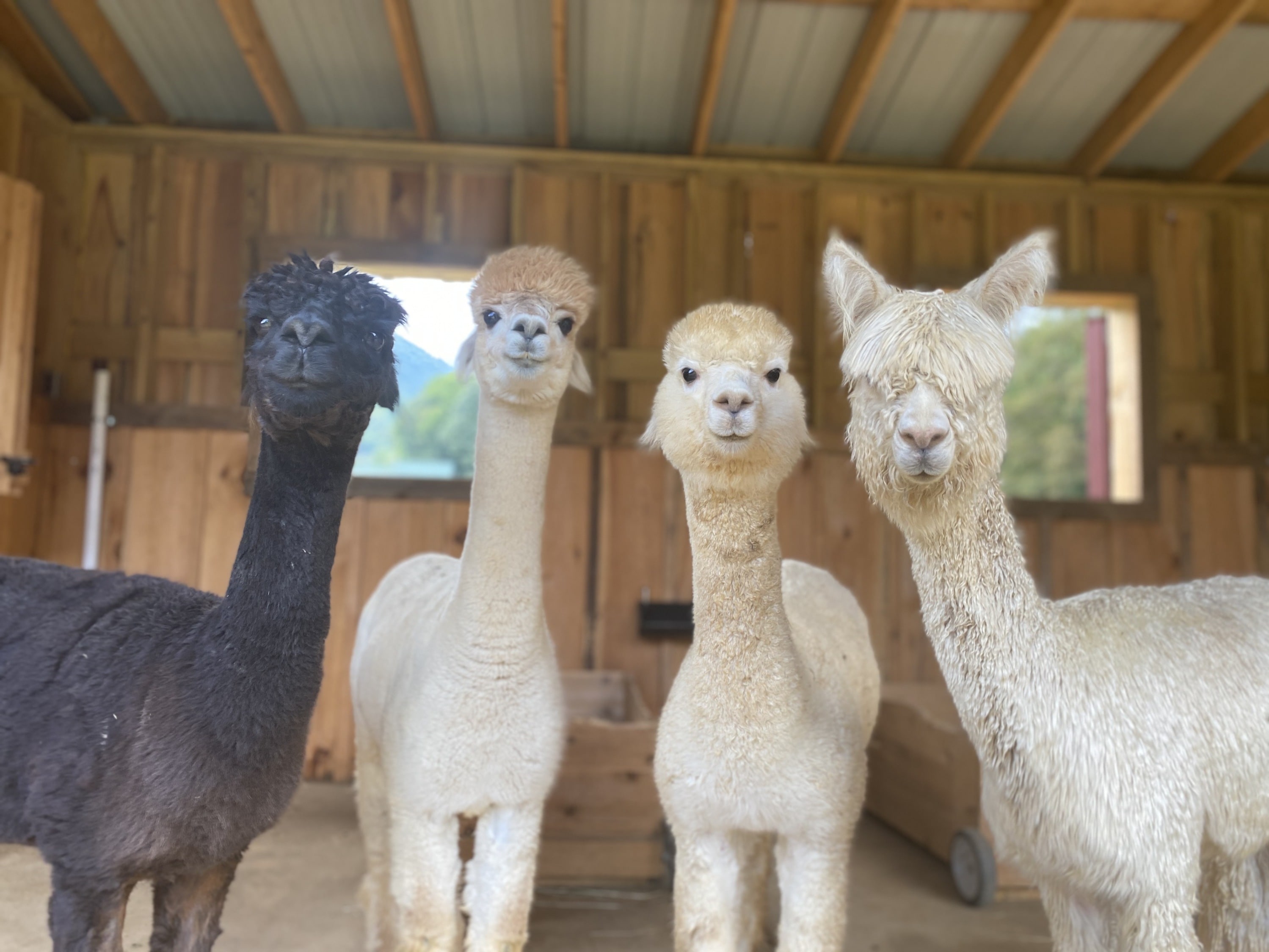 Come See Us At Winchesterster Creek Farm!