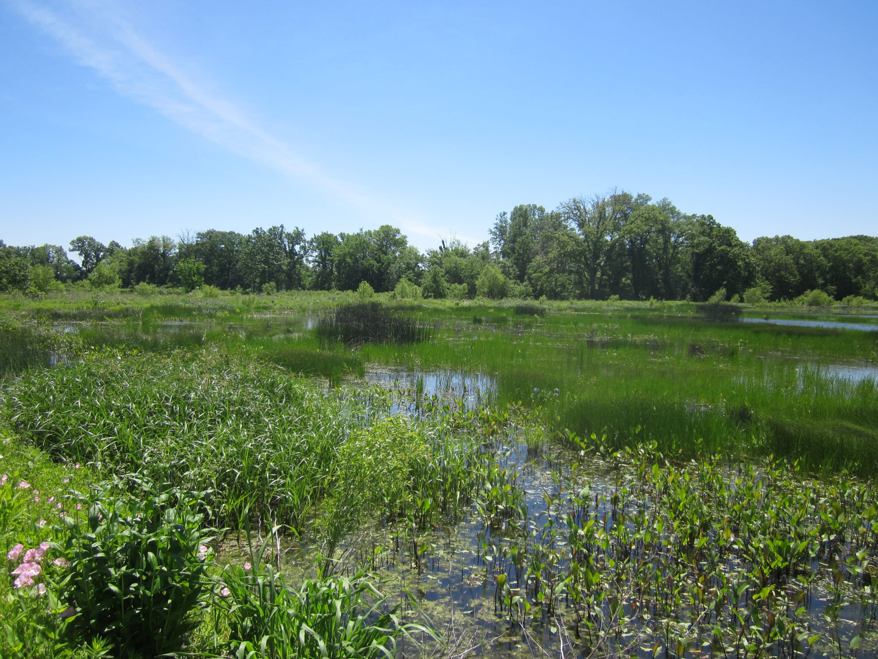 Restored Wetland