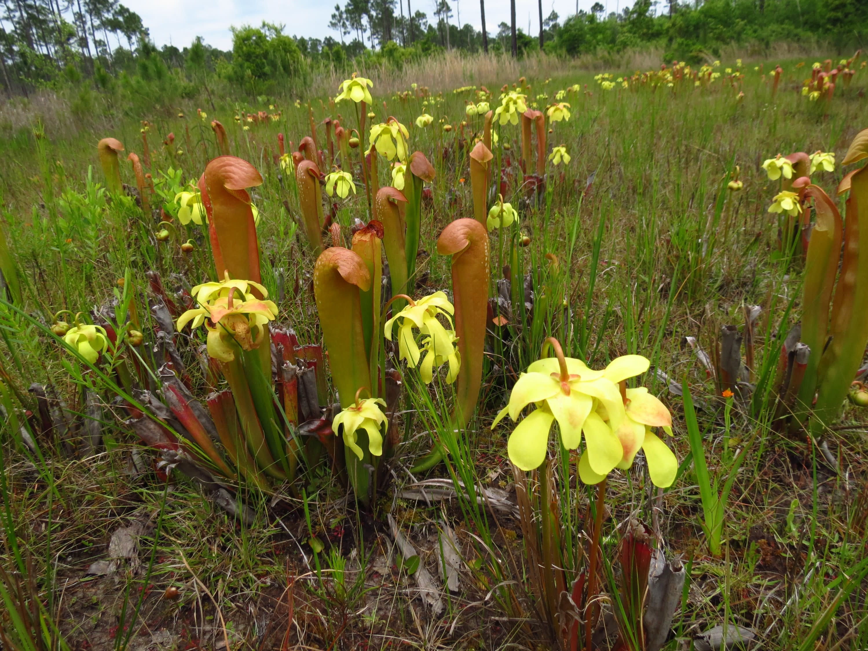 Pitcher Plants