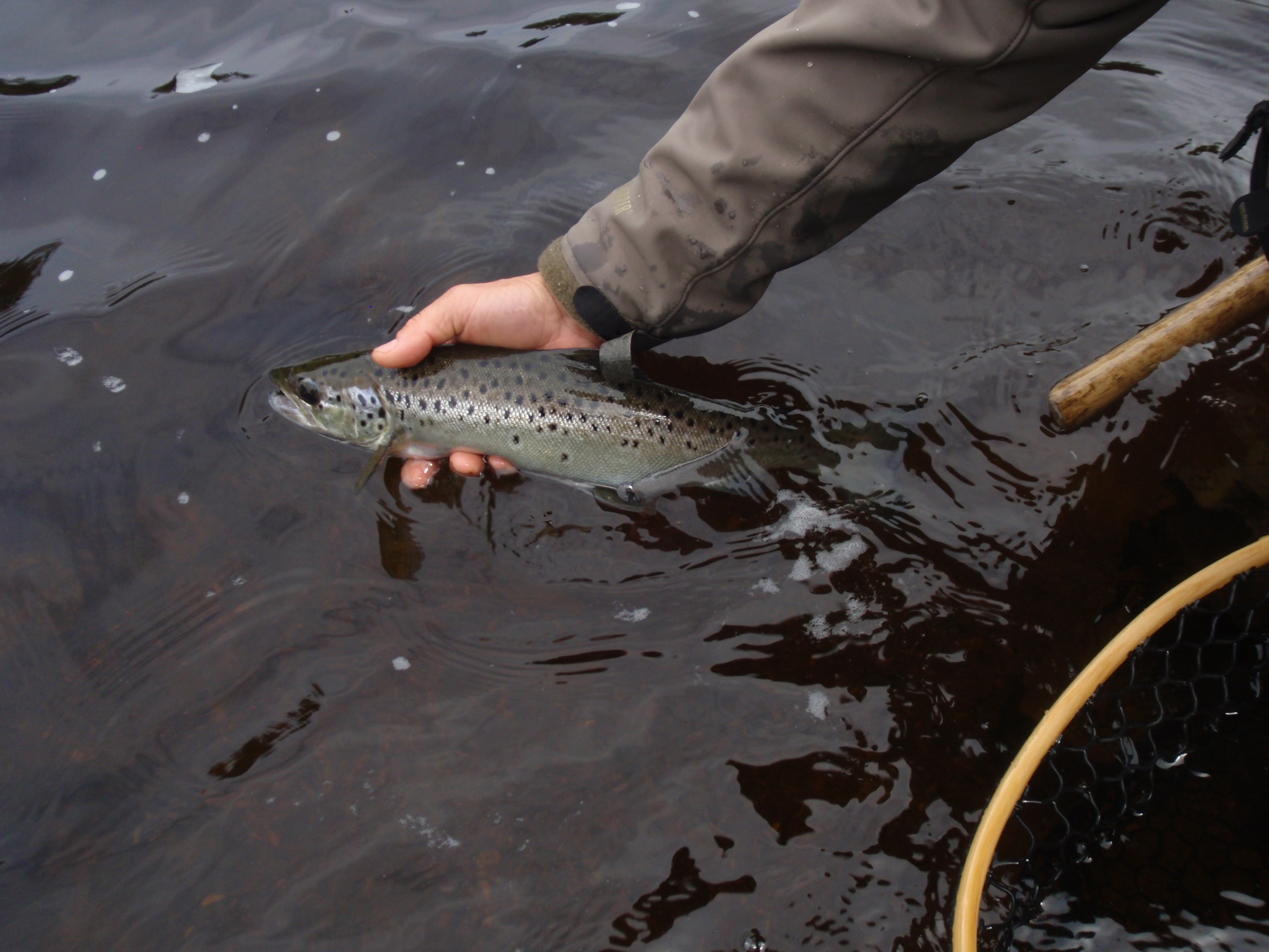 a person releasing a landlock salmon in the Rangeley area