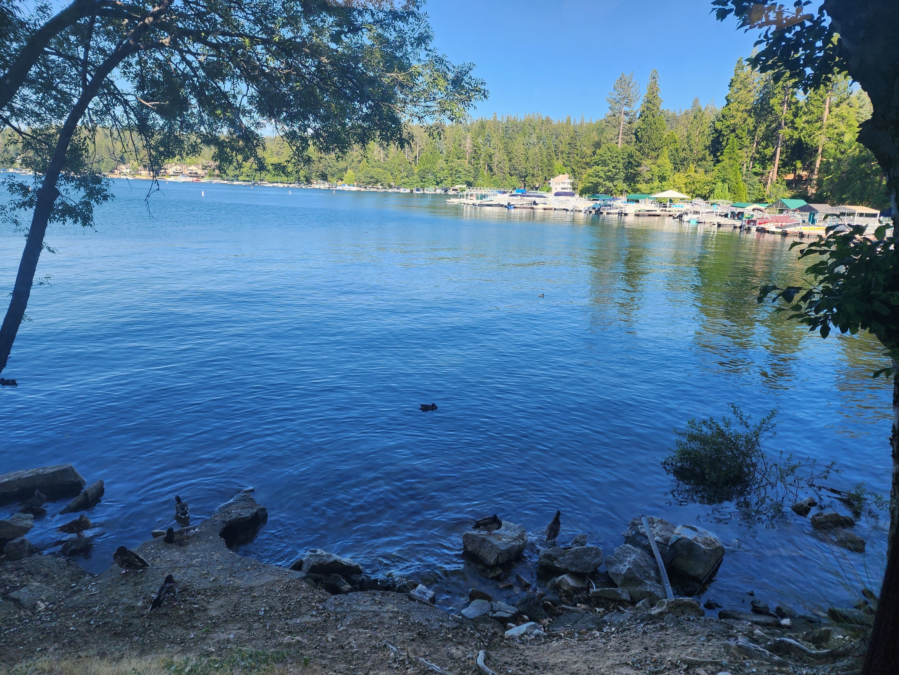 Ducks and Wildlife on Lake Arrowhead in California