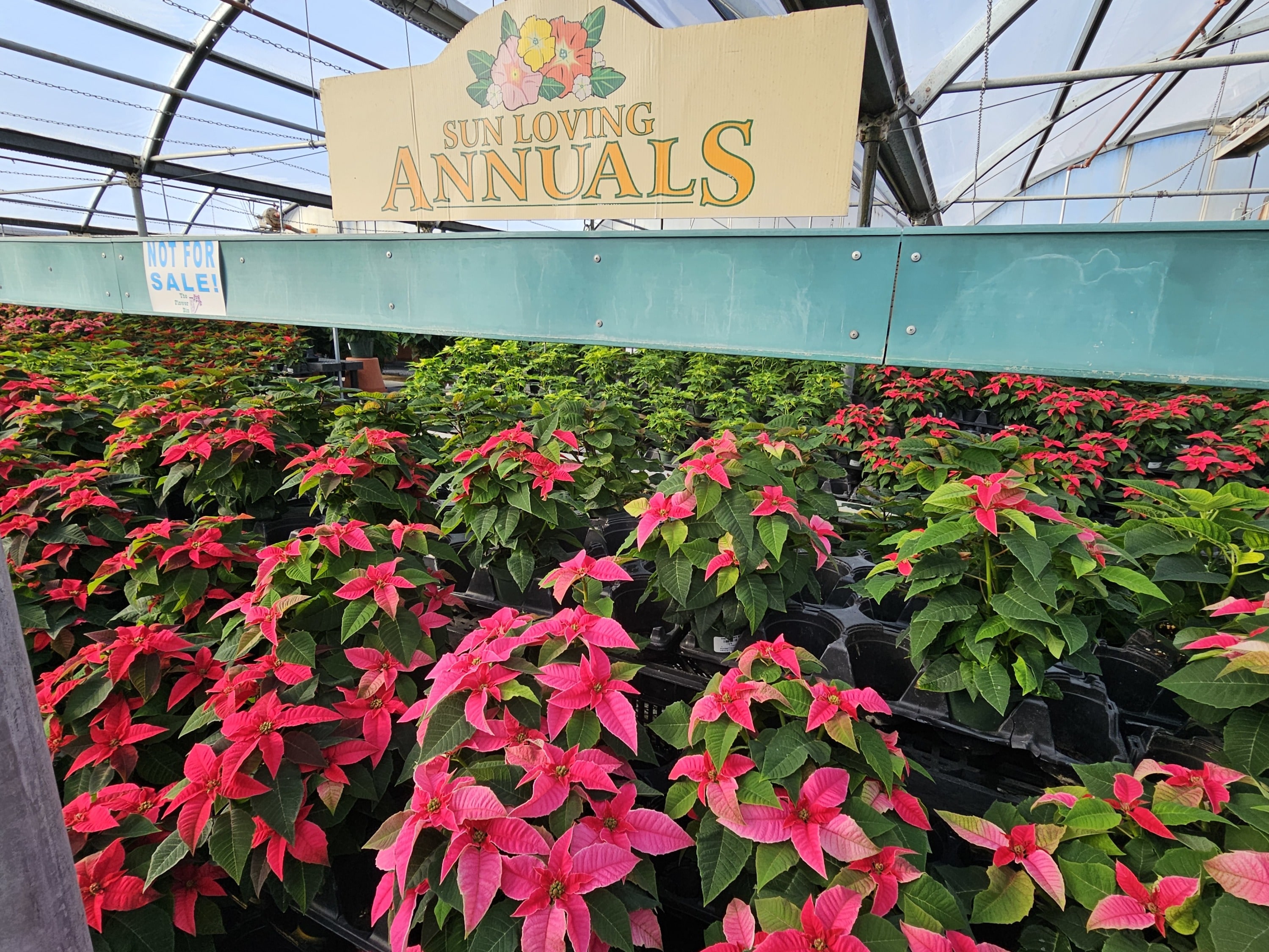 legendary flower bin-grown poinsettias in our greenhouse